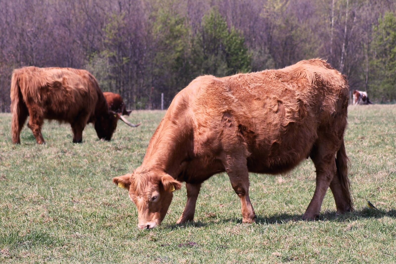 Canon EOS 1100D (EOS Rebel T3 / EOS Kiss X50) sample photo. Cattle, cows, pasture photography