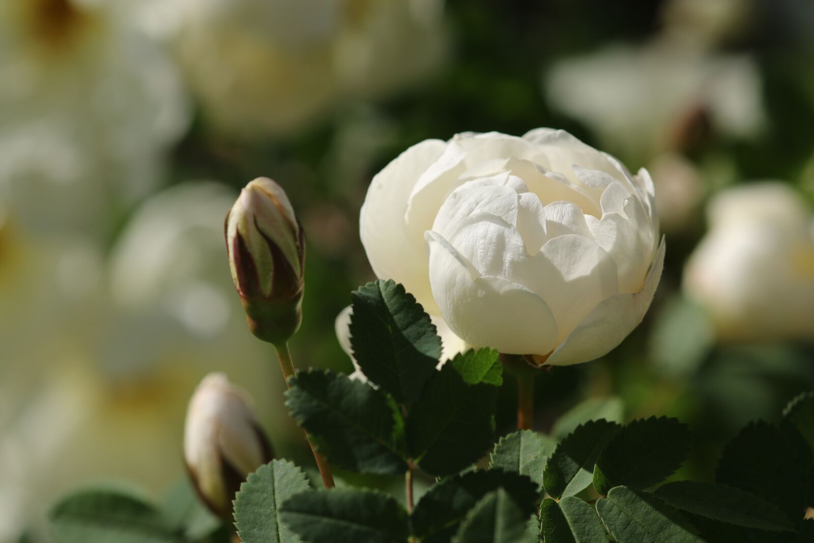 Canon EOS 70D sample photo. Flower, plant, nature photography