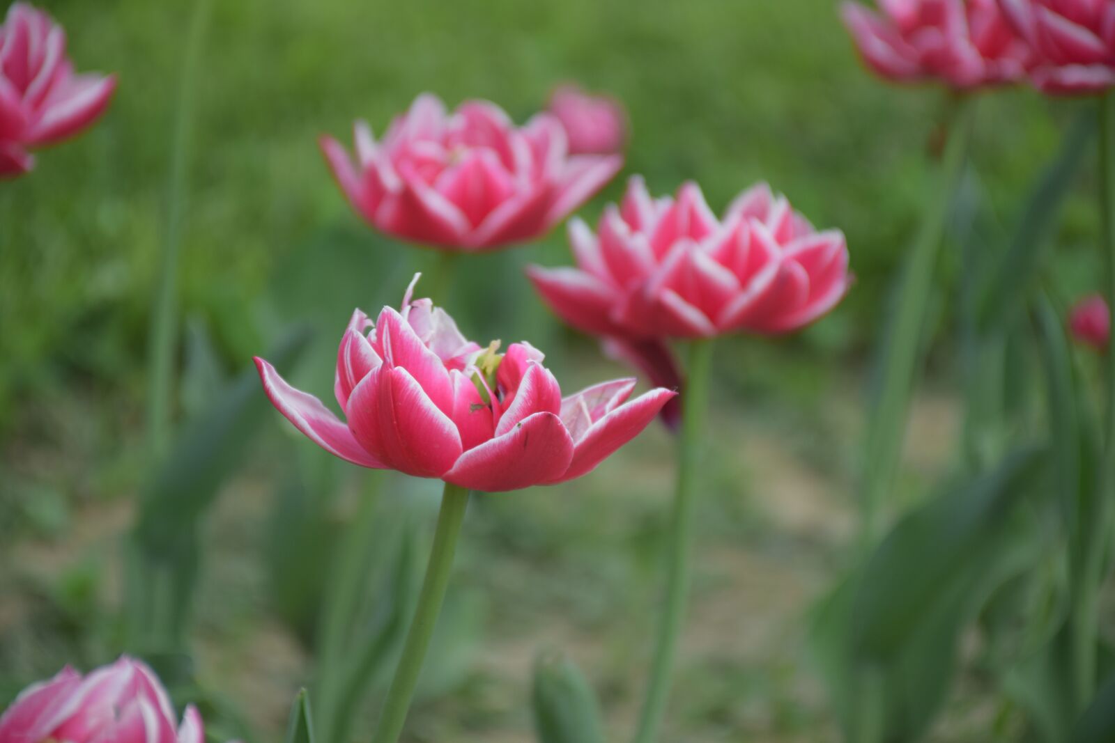 Nikon D5300 sample photo. Flower, beauty, spring photography