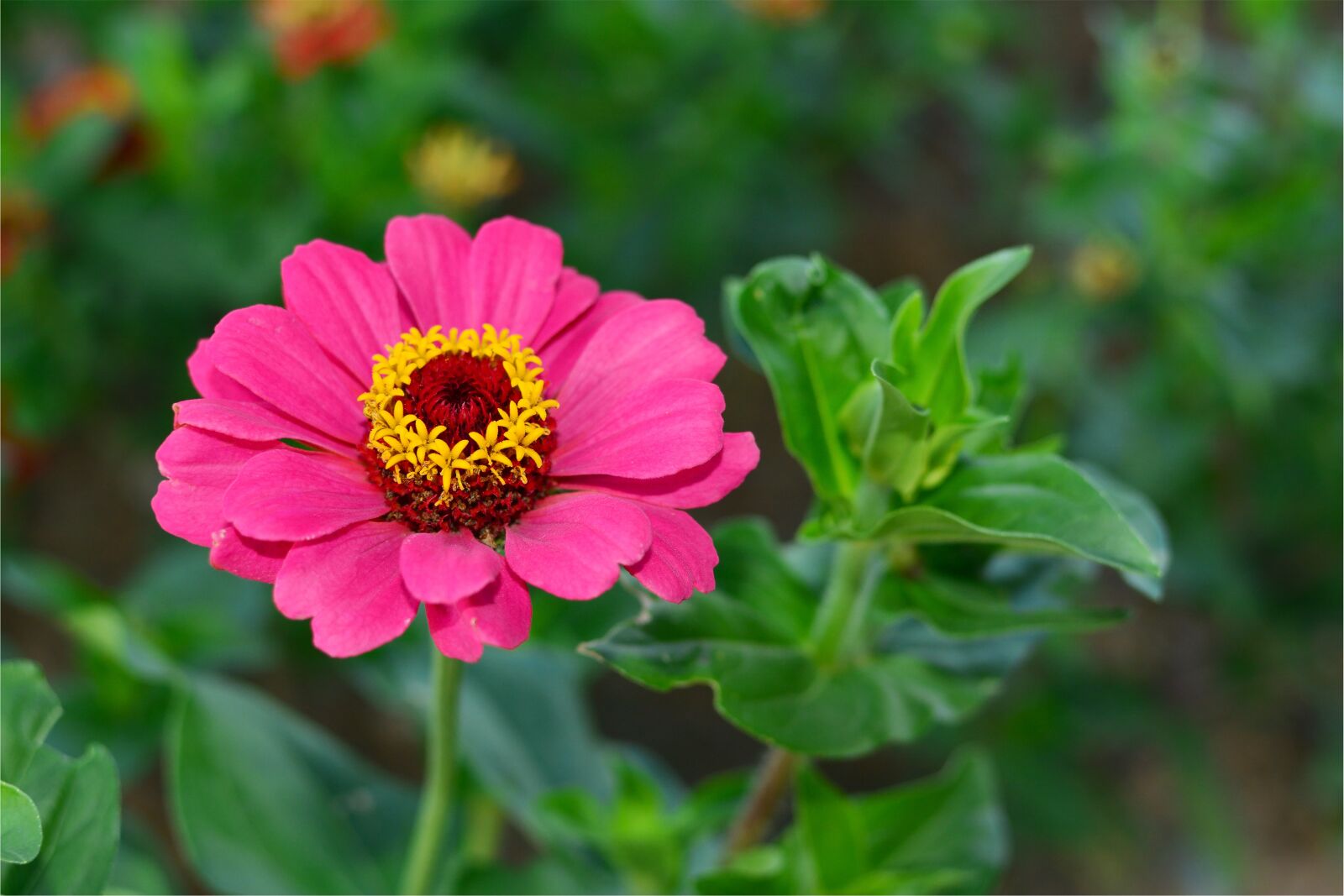 Nikon D7100 sample photo. Dream park, incheon, crape photography