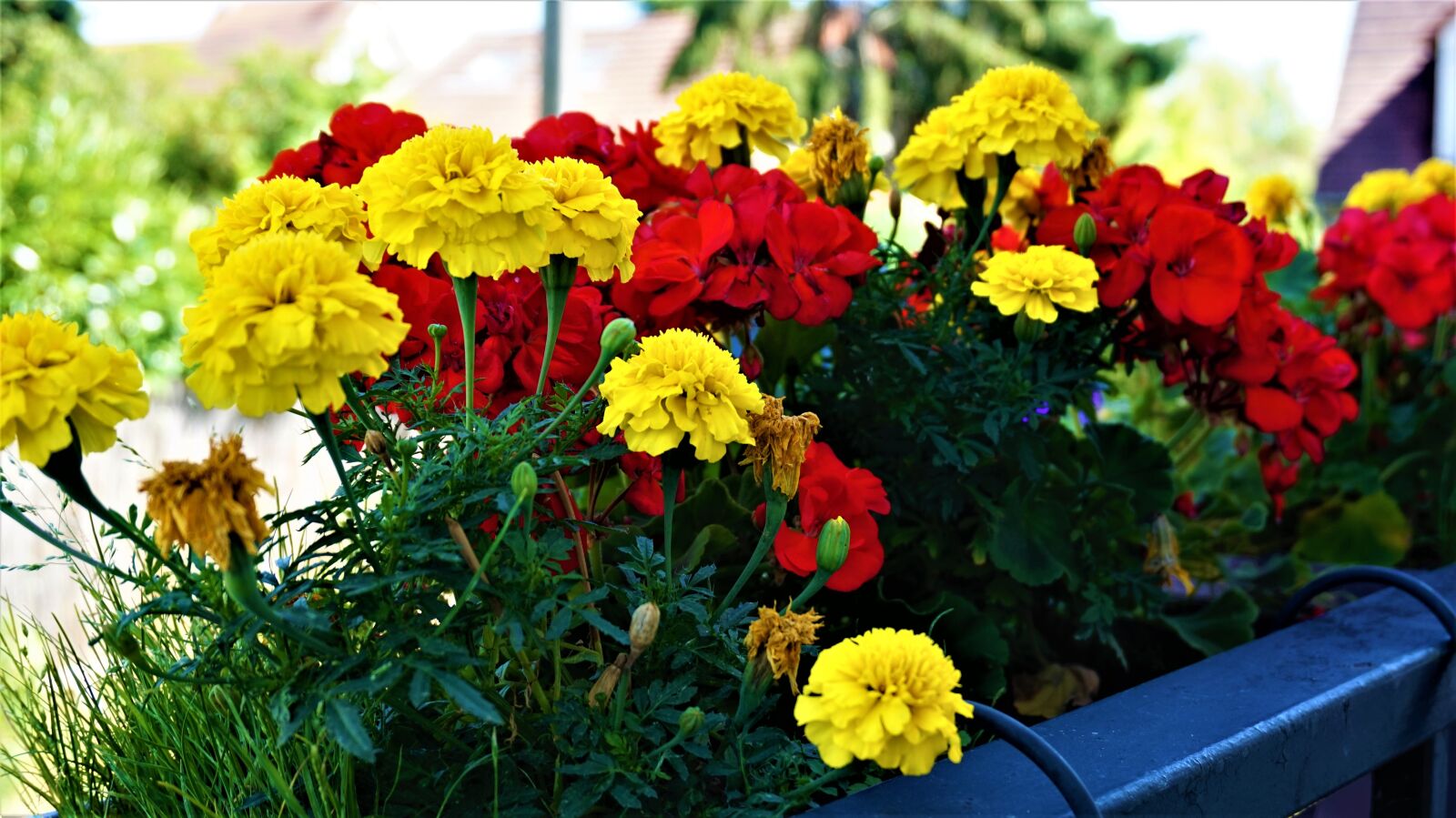 Sony Alpha a5000 (ILCE 5000) sample photo. Flowers, colors, summer photography