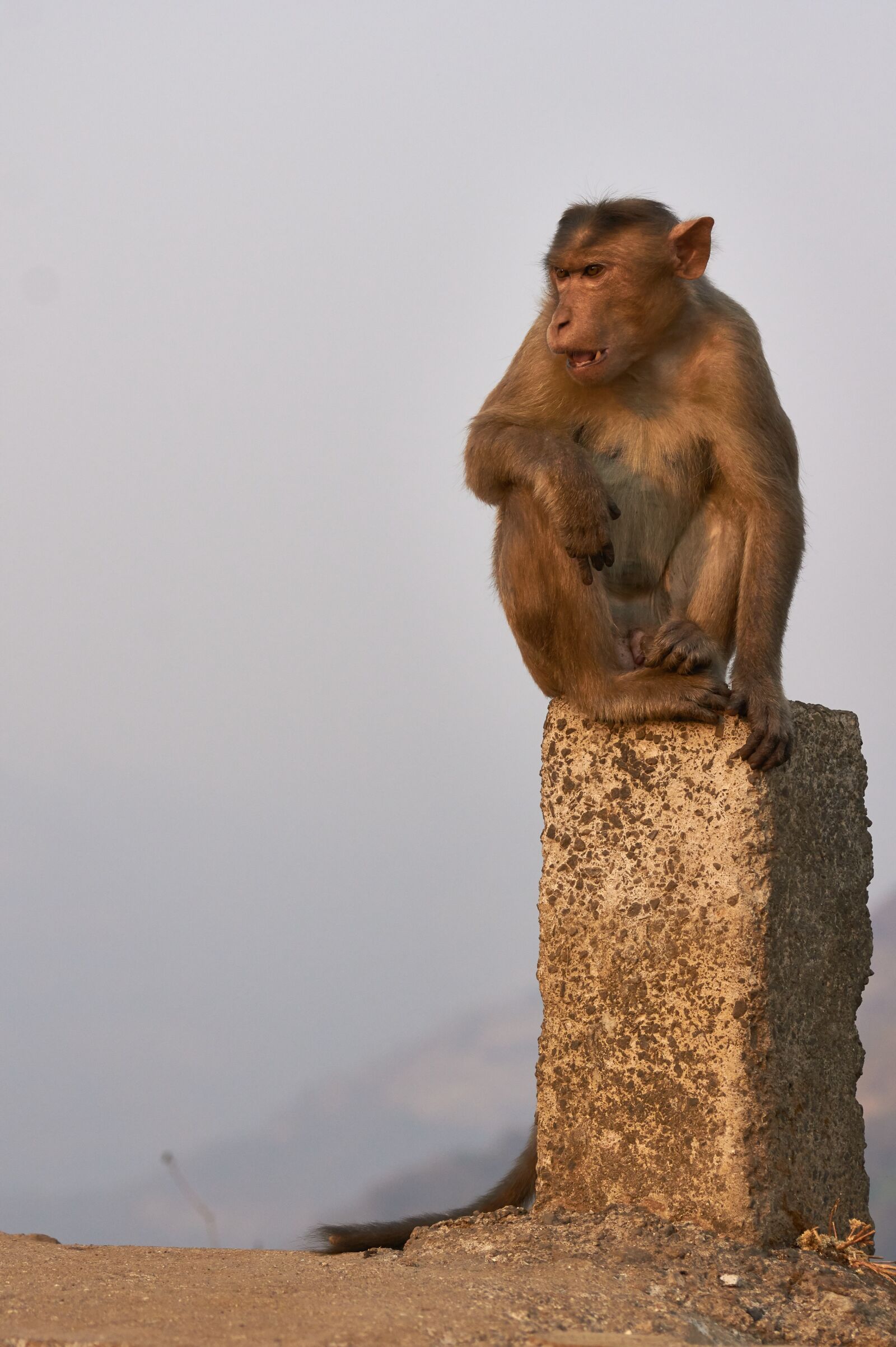 Sony Alpha DSLR-A550 sample photo. Monkey, india, wild photography