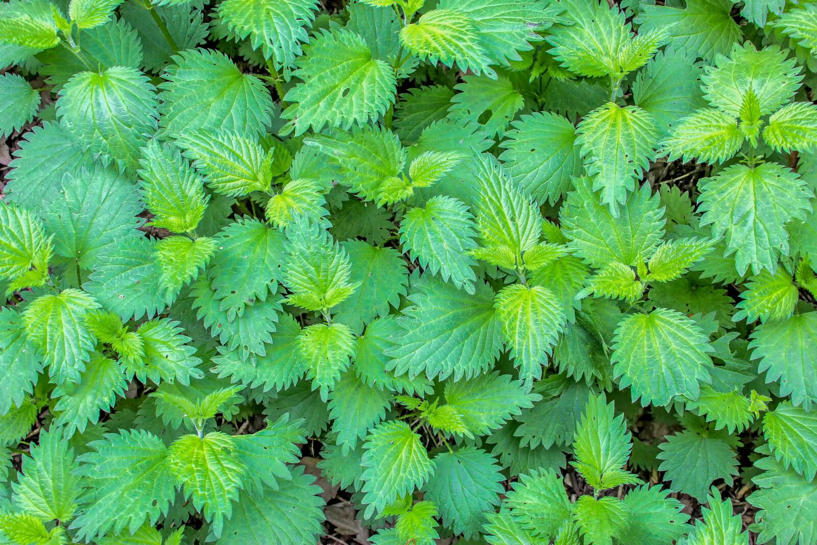 Canon EOS 60D sample photo. Plant, nature, leaf photography