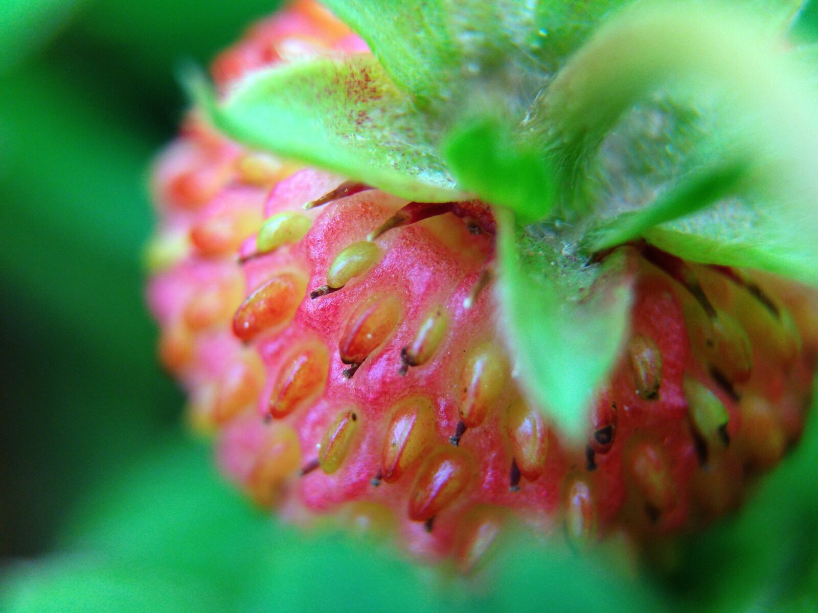 iPhone 5 back camera 4.12mm f/2.4 sample photo. Strawberry, plant, green photography