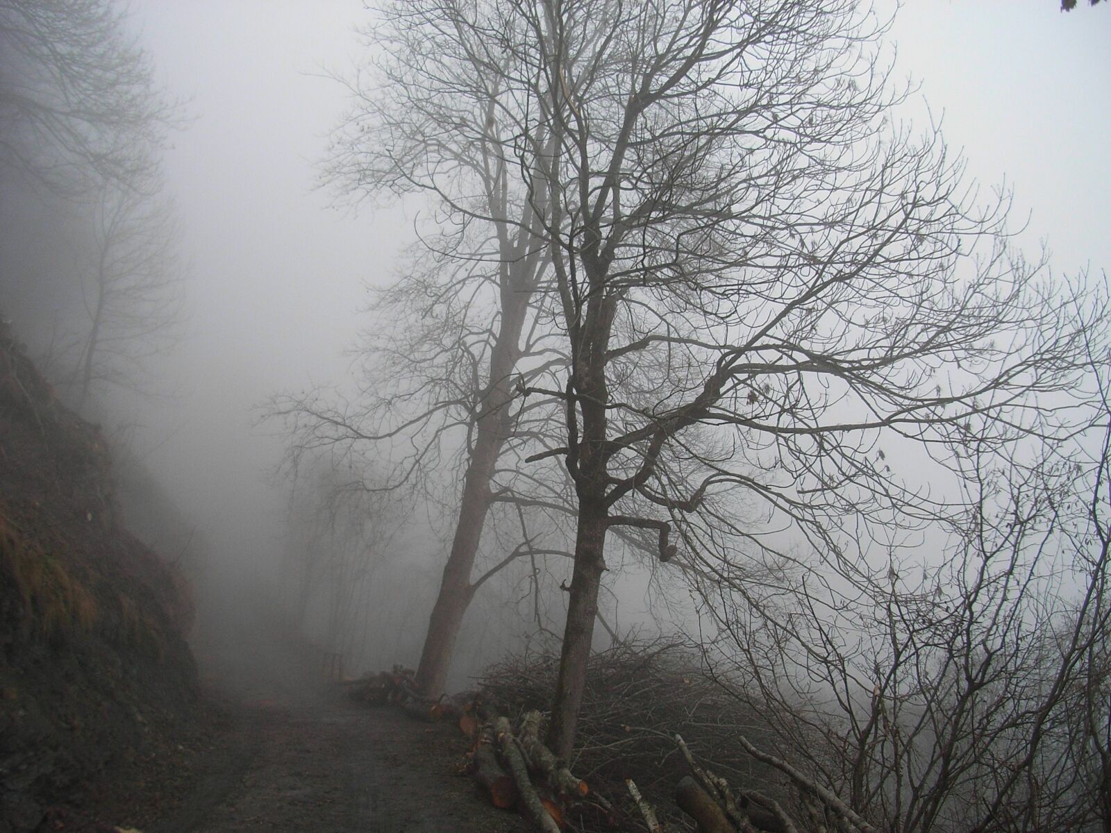 Ricoh Caplio R5 sample photo. Fog, trees, forest photography
