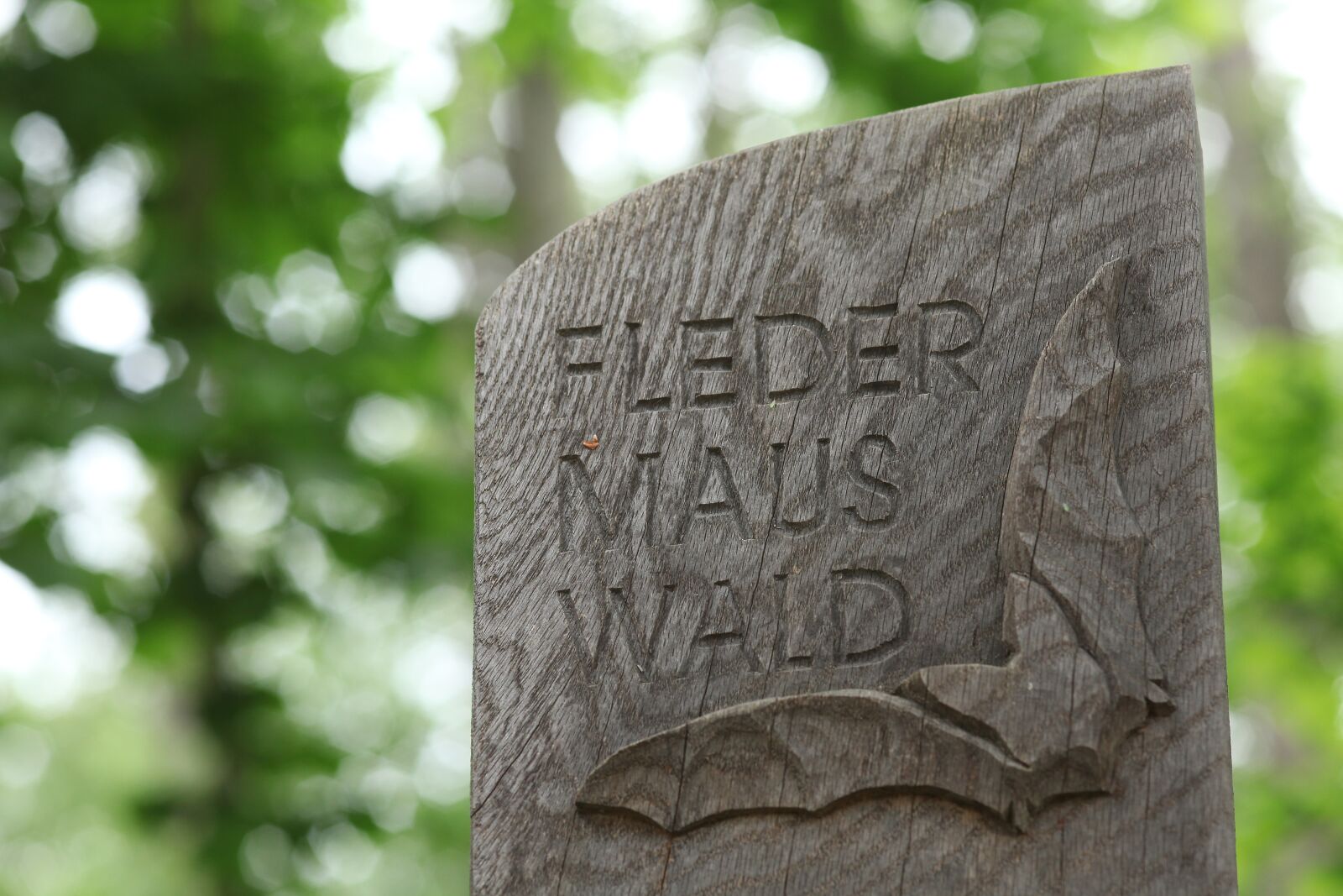 Canon EOS 5D Mark II sample photo. Bat forest, schuster kate photography