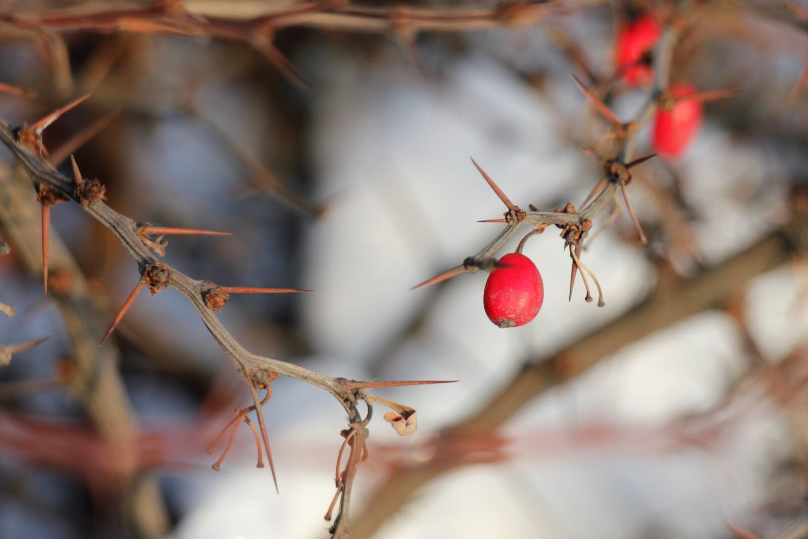 Canon EOS 550D (EOS Rebel T2i / EOS Kiss X4) sample photo. Barberry, snow, berry photography