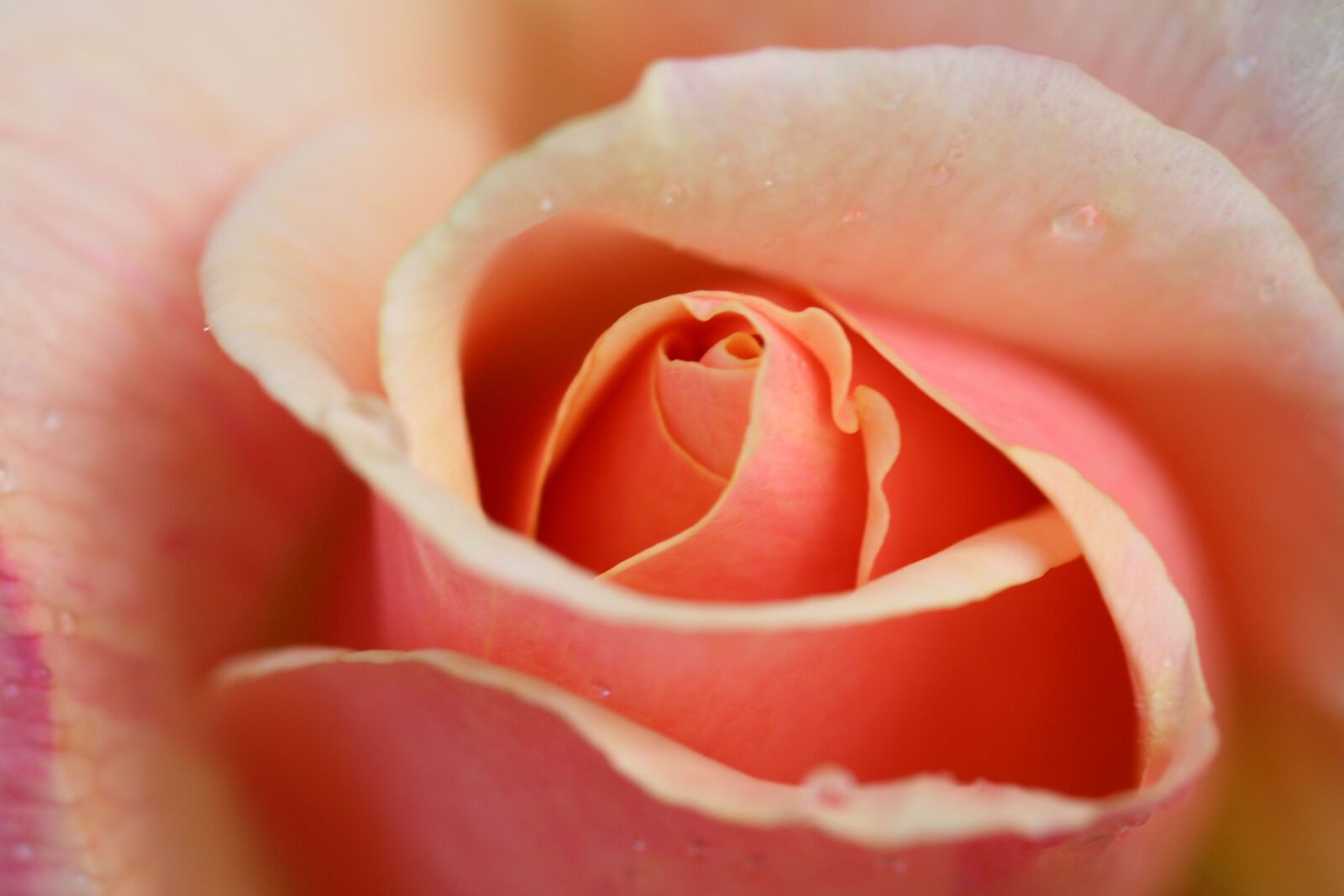 Canon EOS 400D (EOS Digital Rebel XTi / EOS Kiss Digital X) sample photo. Rose, pink, dew photography