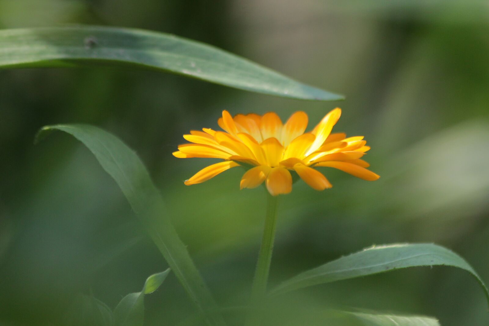 Canon EOS 650D (EOS Rebel T4i / EOS Kiss X6i) sample photo. Calendula, marigold, flower photography