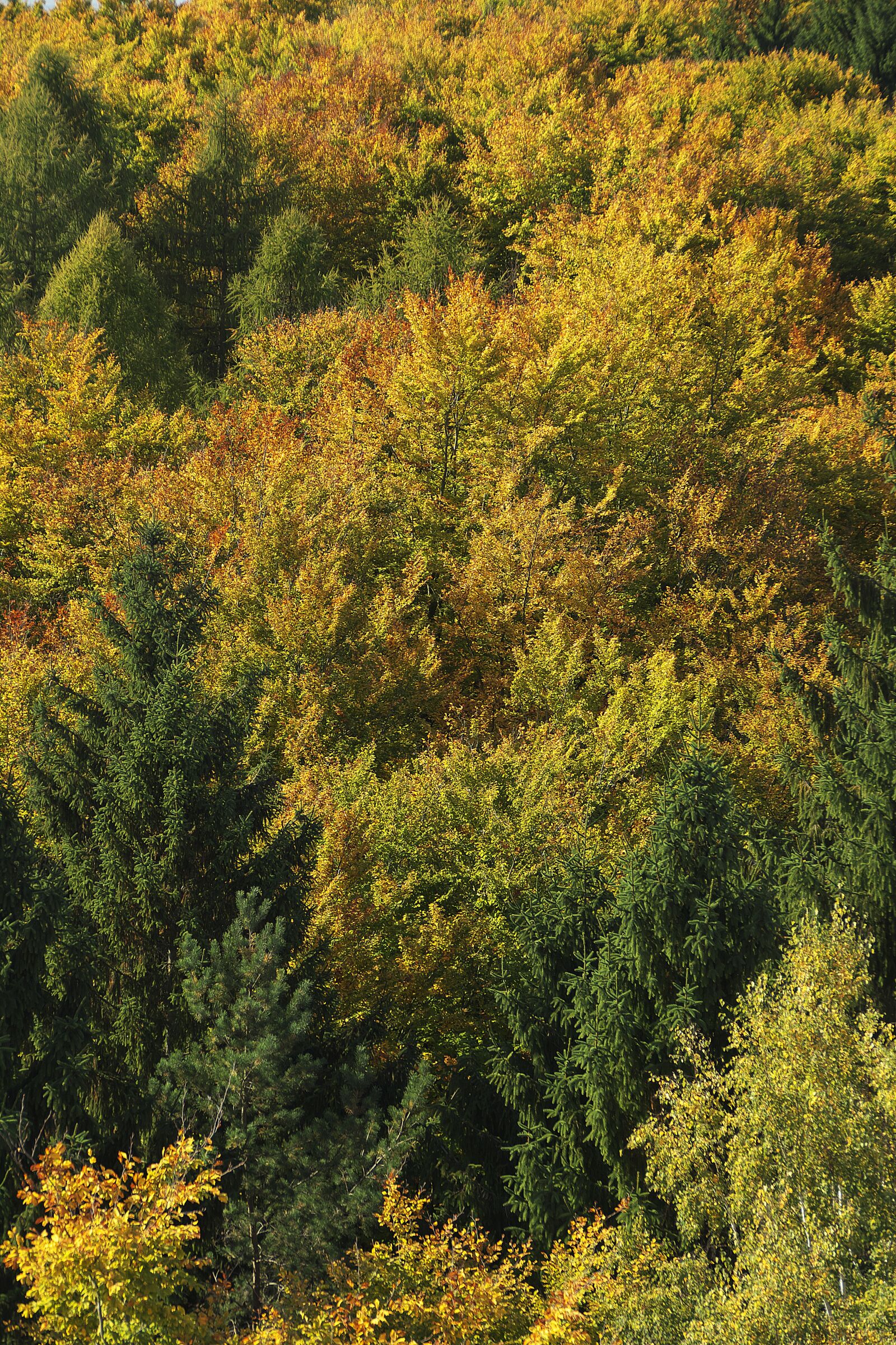 Panasonic Lumix DMC-FZ1000 sample photo. Autumn forest, indian summer photography