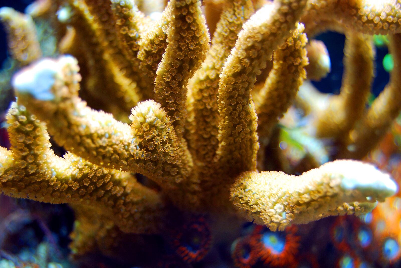 Nikon D40X sample photo. Coral, reef, sea photography