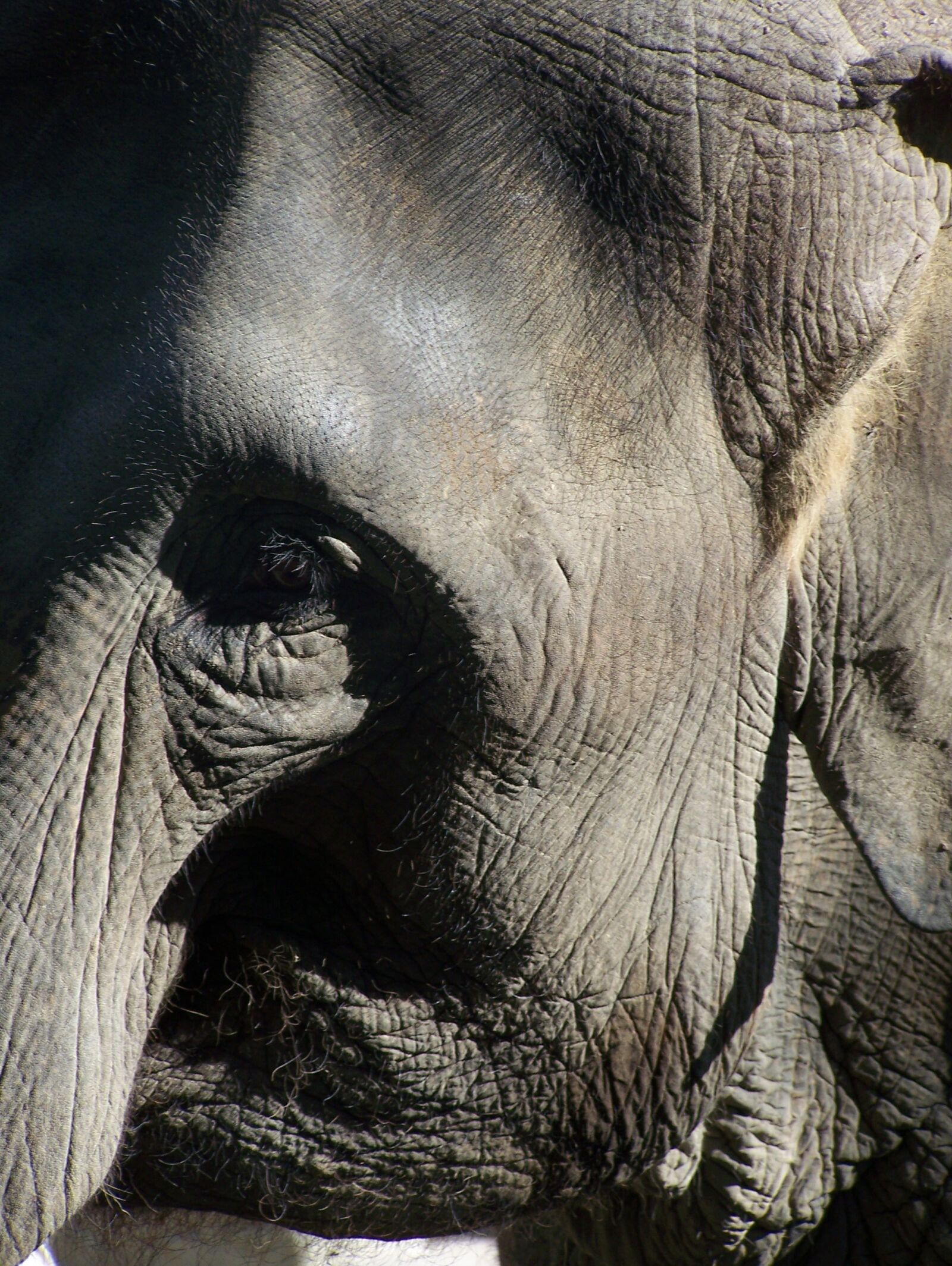 Kodak Z650 ZOOM DIGITAL CAMERA sample photo. Elephant, close up, animals photography