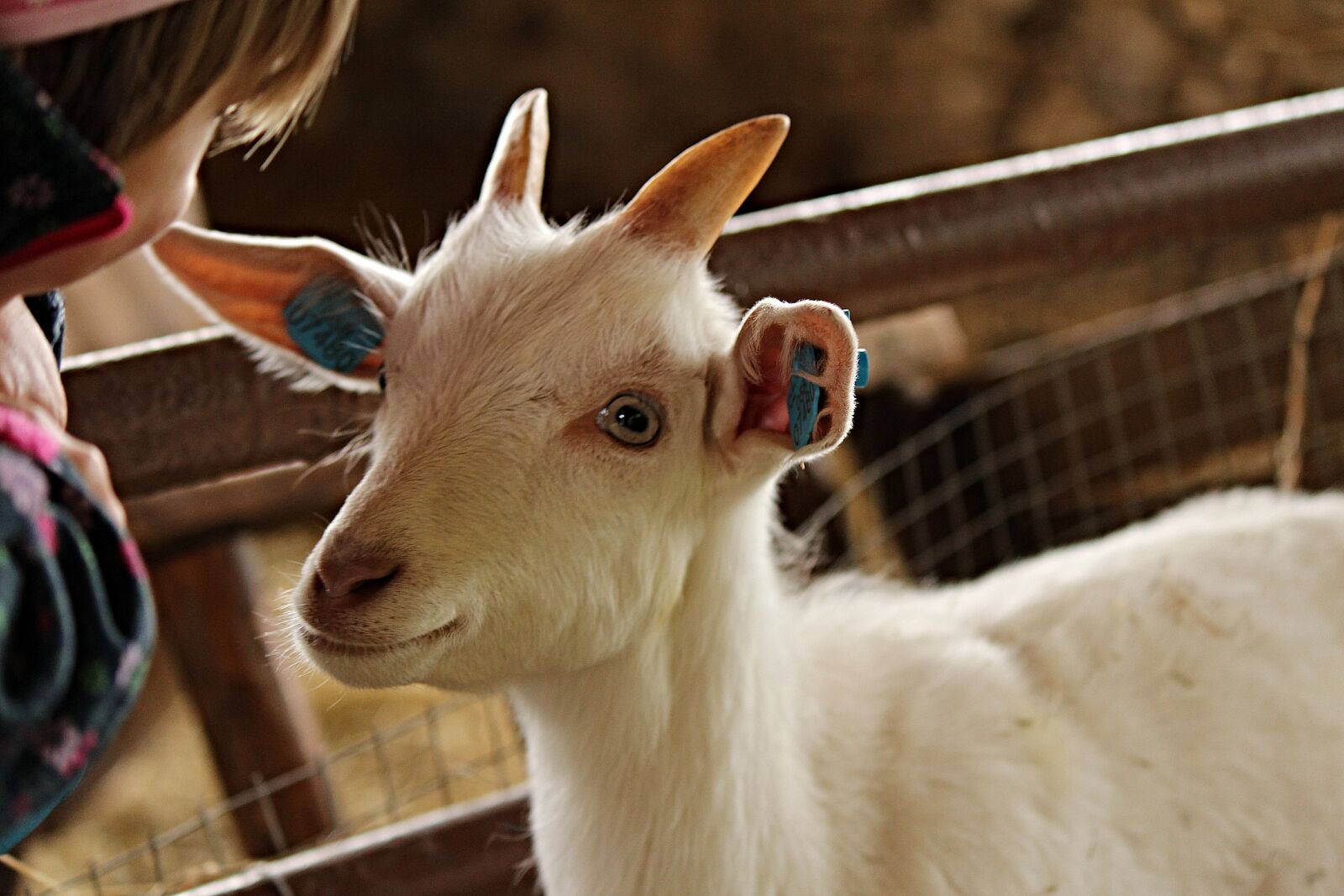 Canon EOS 1200D (EOS Rebel T5 / EOS Kiss X70 / EOS Hi) sample photo. Kid, goat, animal photography