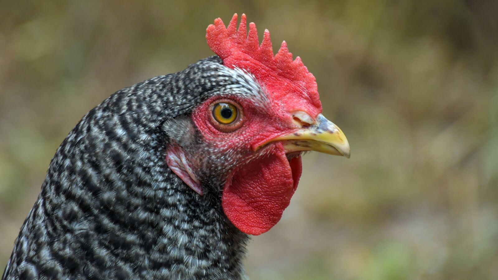 Nikon D500 sample photo. Hen, portrait, poultry photography
