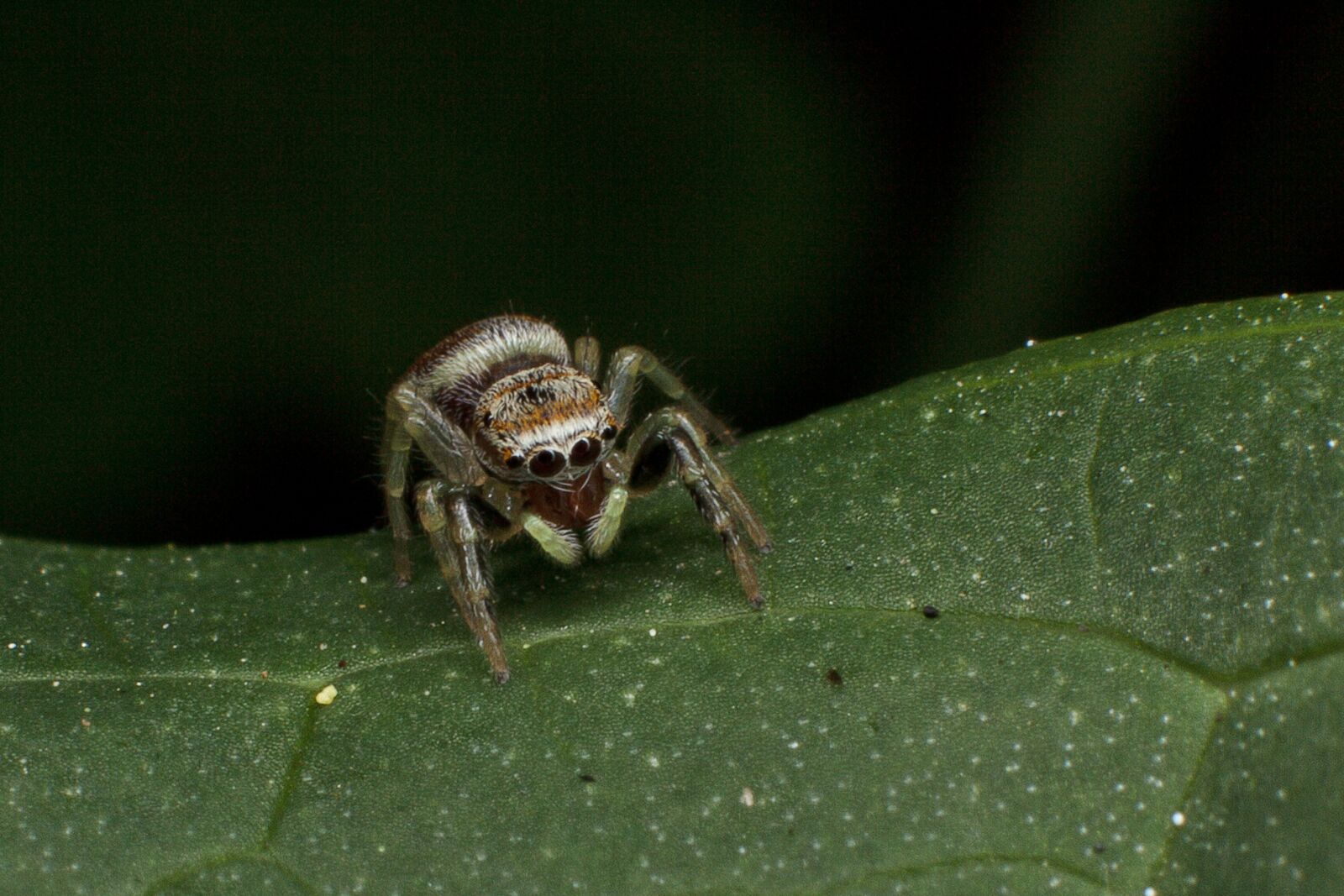 Canon EF 50mm F1.4 USM sample photo. Spider, green, nature photography