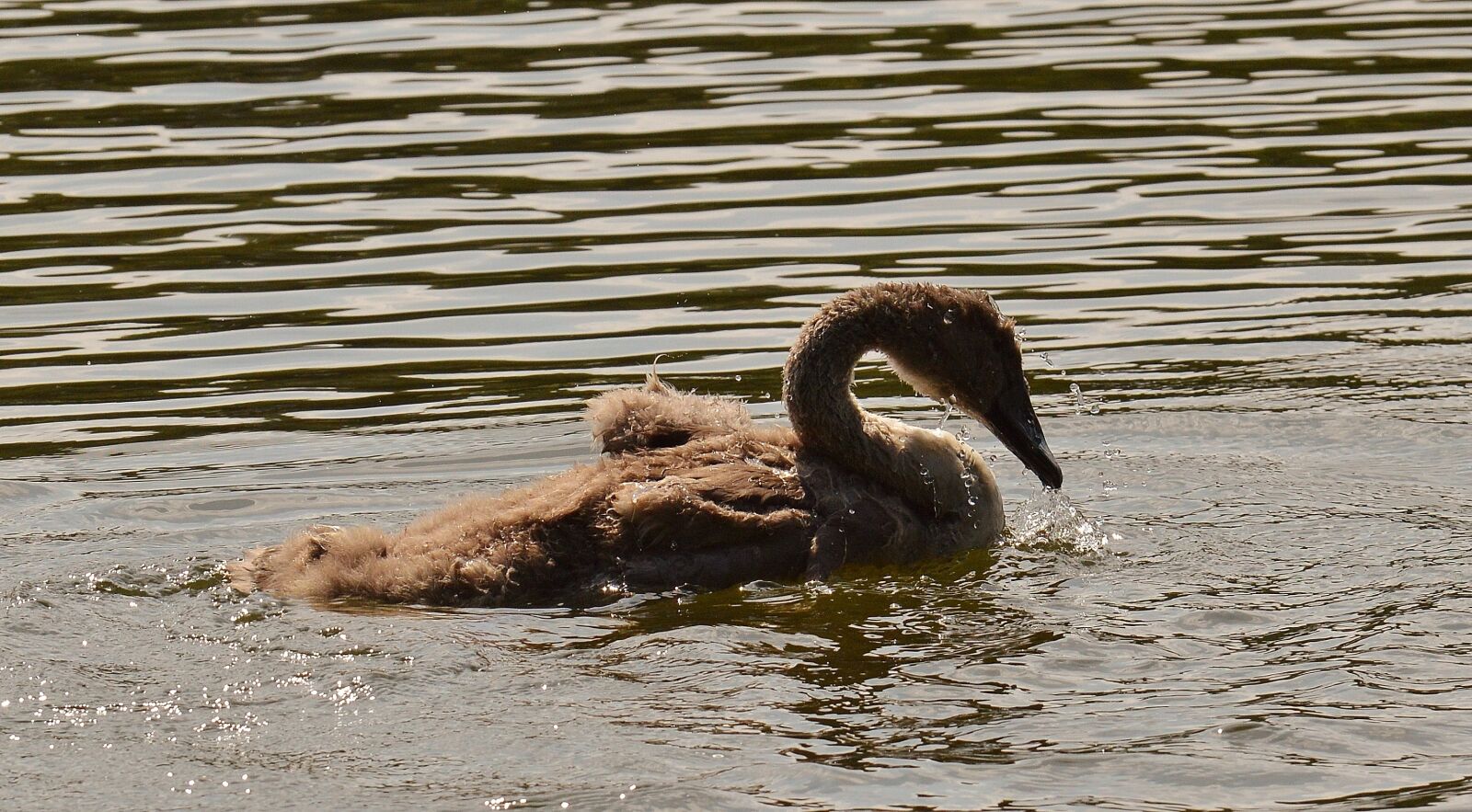 Nikon D3200 sample photo. Swan, young animal, bird photography
