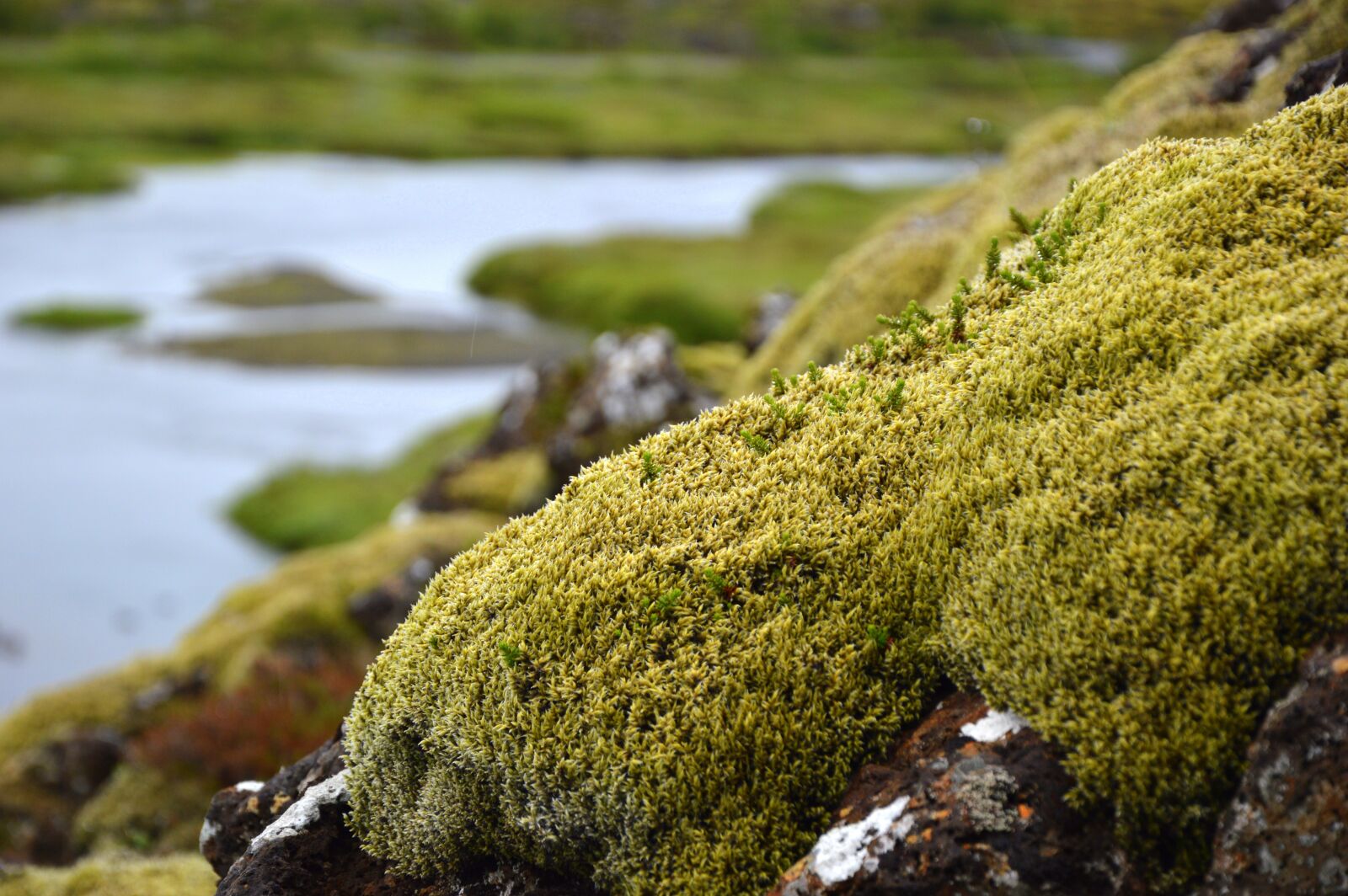 Nikon D3200 sample photo. Nature, moss, vegetation photography