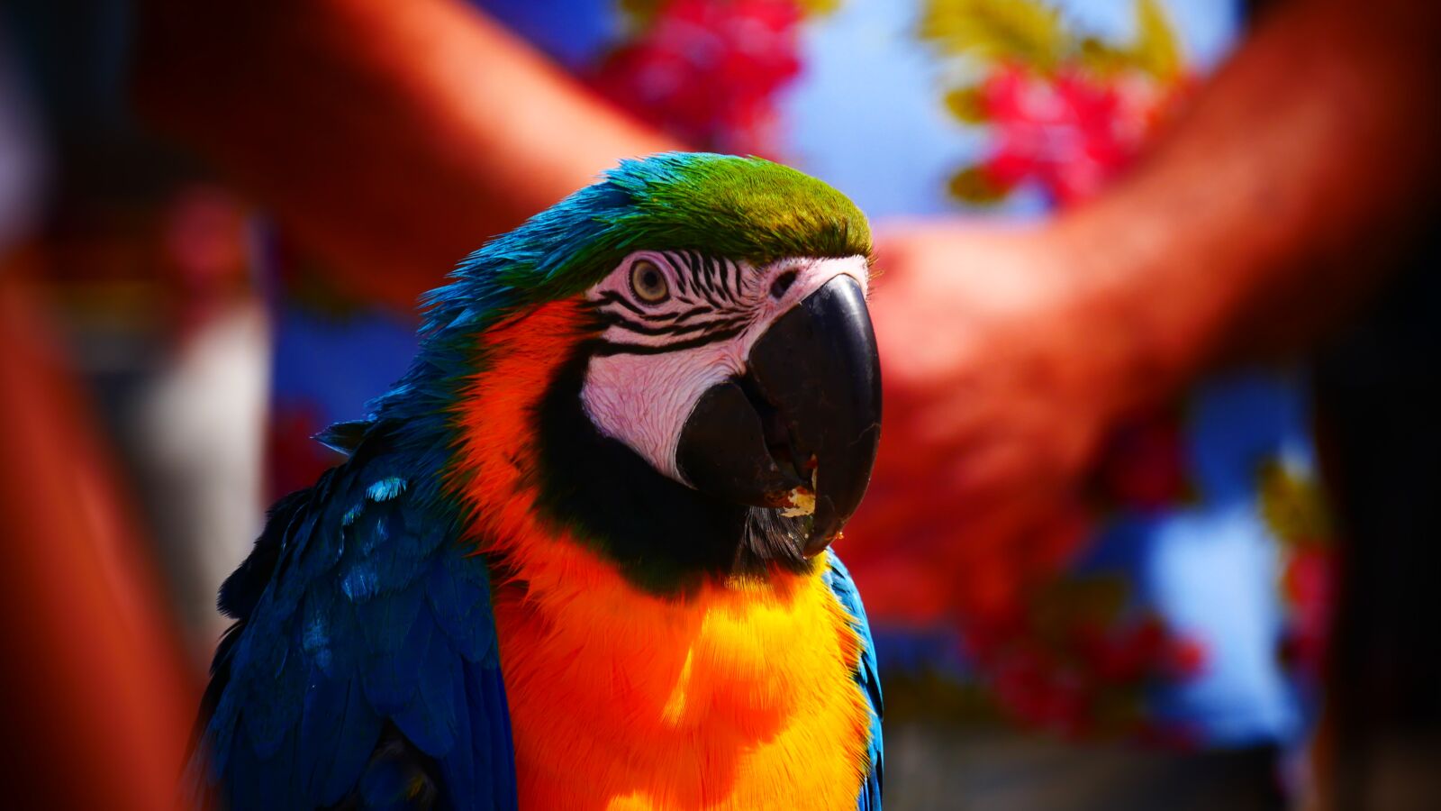 Panasonic Lumix DMC-G85 (Lumix DMC-G80) sample photo. Parrot, tropical, bird photography