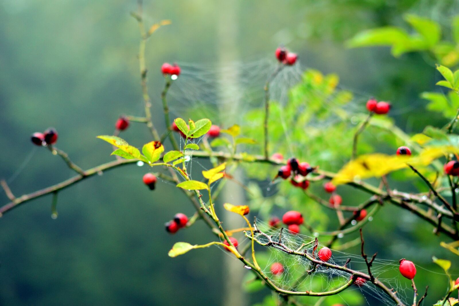 Nikon D3300 sample photo. Wild rose, cobweb, forest photography