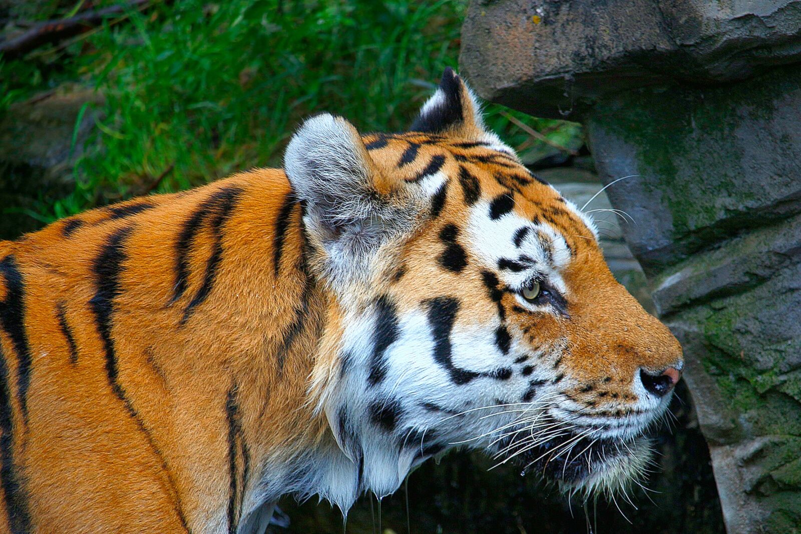 Canon EF-S 55-250mm F4-5.6 IS STM sample photo. Tiger, orange, white photography