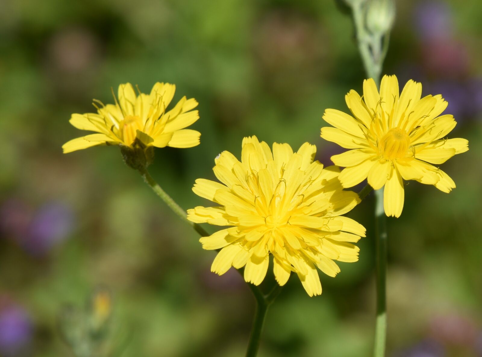 Nikon D5600 sample photo. Garden, nature, flower photography