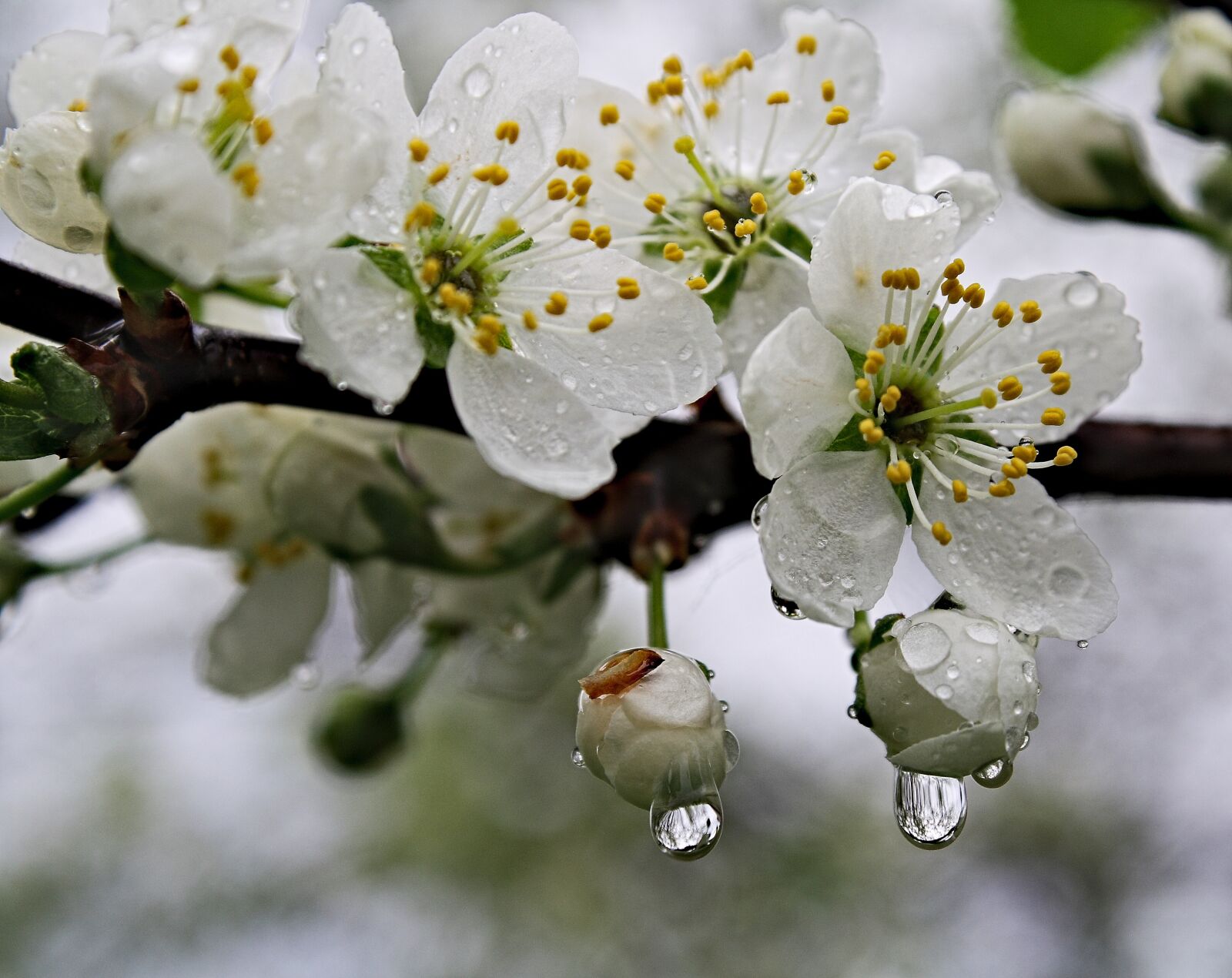 Canon EOS 1000D (EOS Digital Rebel XS / EOS Kiss F) sample photo. Freshness, fresh flowers, colour photography