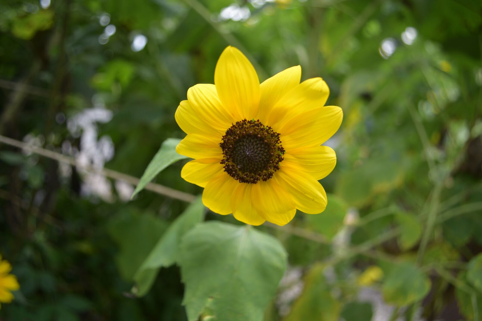 Nikon D3300 sample photo. Yellow, flower, close up photography