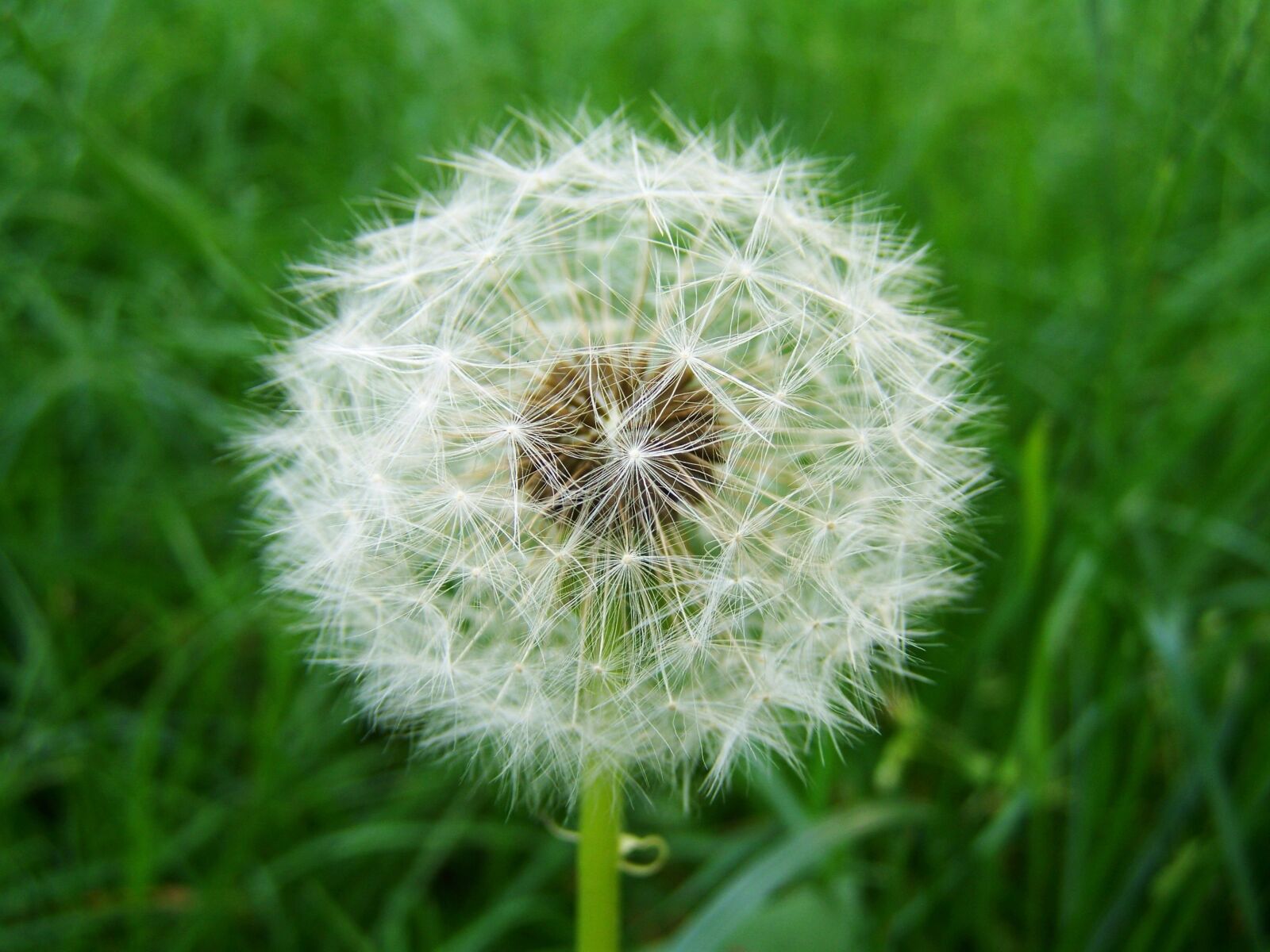 Kodak EASYSHARE ZD710 ZOOM DIGITAL CAMERA sample photo. Dressing-gown dandelion seeds, child photography
