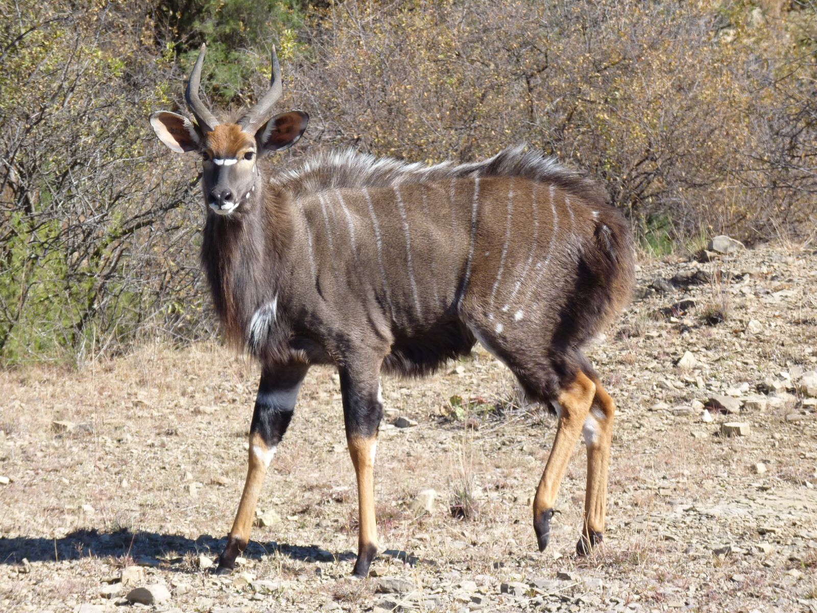 Panasonic Lumix DMC-FZ35 (Lumix DMC-FZ38) sample photo. Nyala, antelope, nature photography