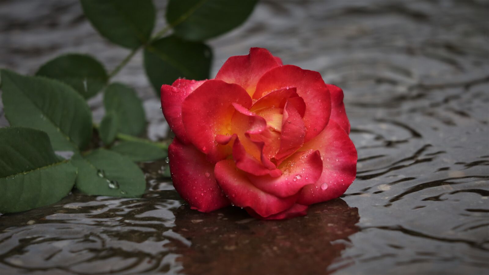 Canon EF 70-300 F4-5.6 IS II USM sample photo. Red yellow rose in photography