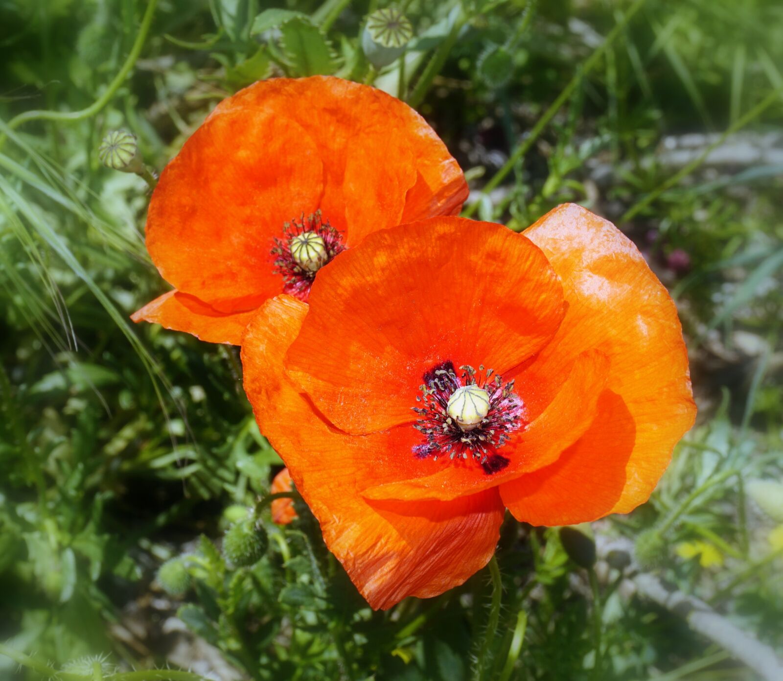 Sony a6000 sample photo. Poppies, flowers, poppy flower photography