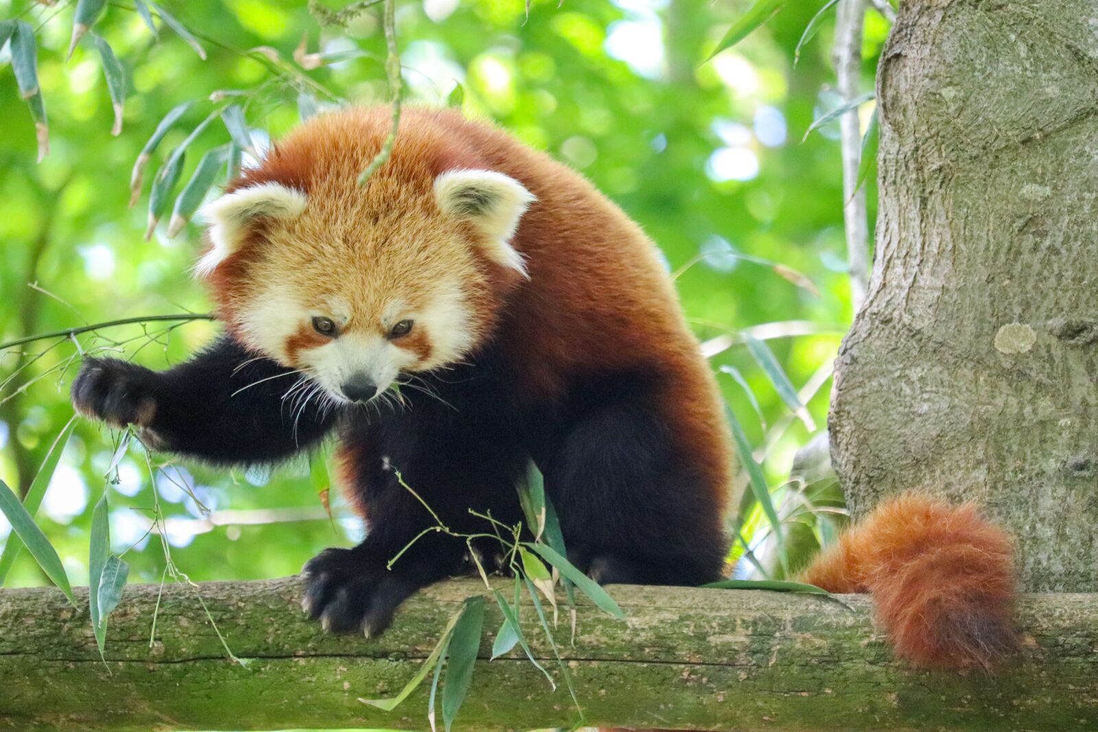 Canon EOS 800D (EOS Rebel T7i / EOS Kiss X9i) sample photo. Panda roux, red panda photography