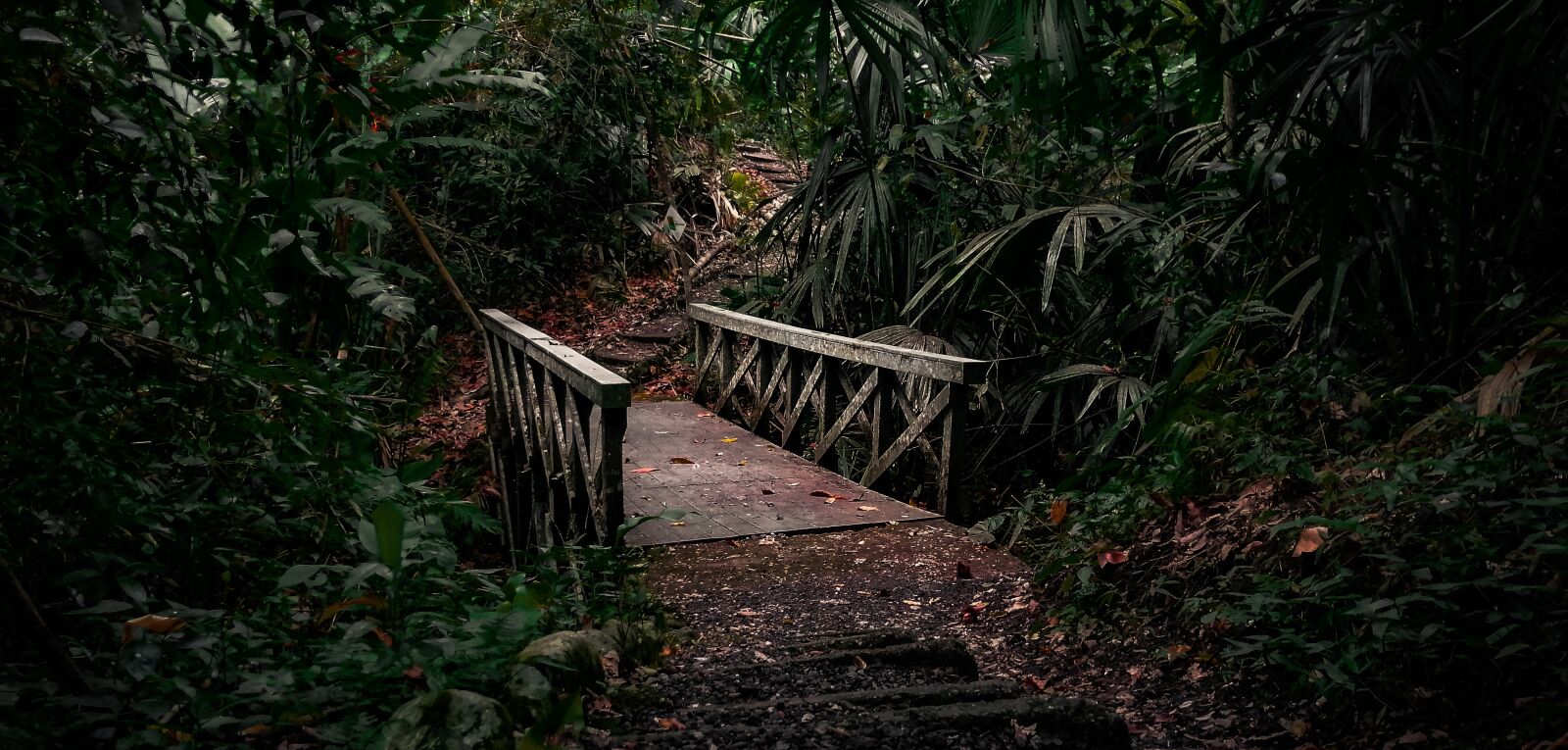 HUAWEI SNE-LX3 sample photo. Jungle, bridge, path photography