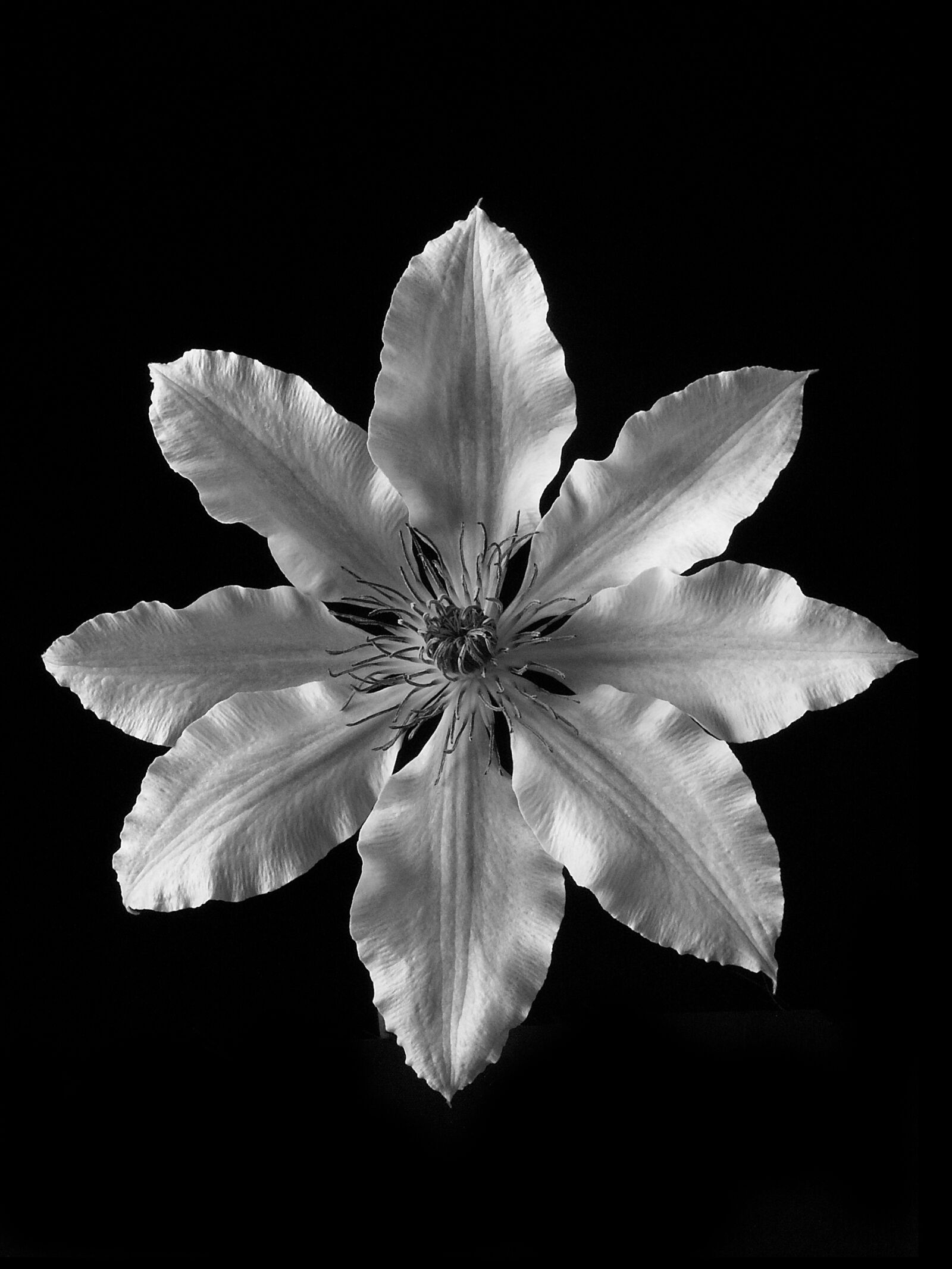 KONICA MINOLTA DiMAGE Z5 sample photo. Clematis, flower, black and photography