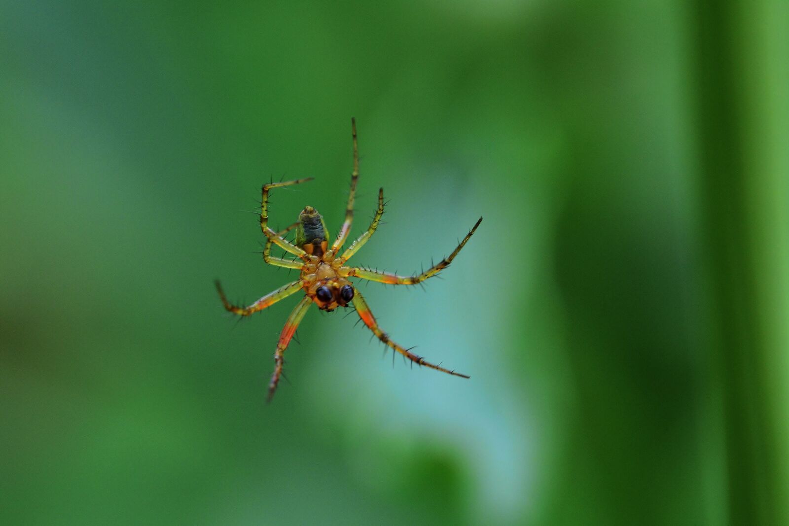 Nikon D5200 sample photo. Spider, small, close up photography