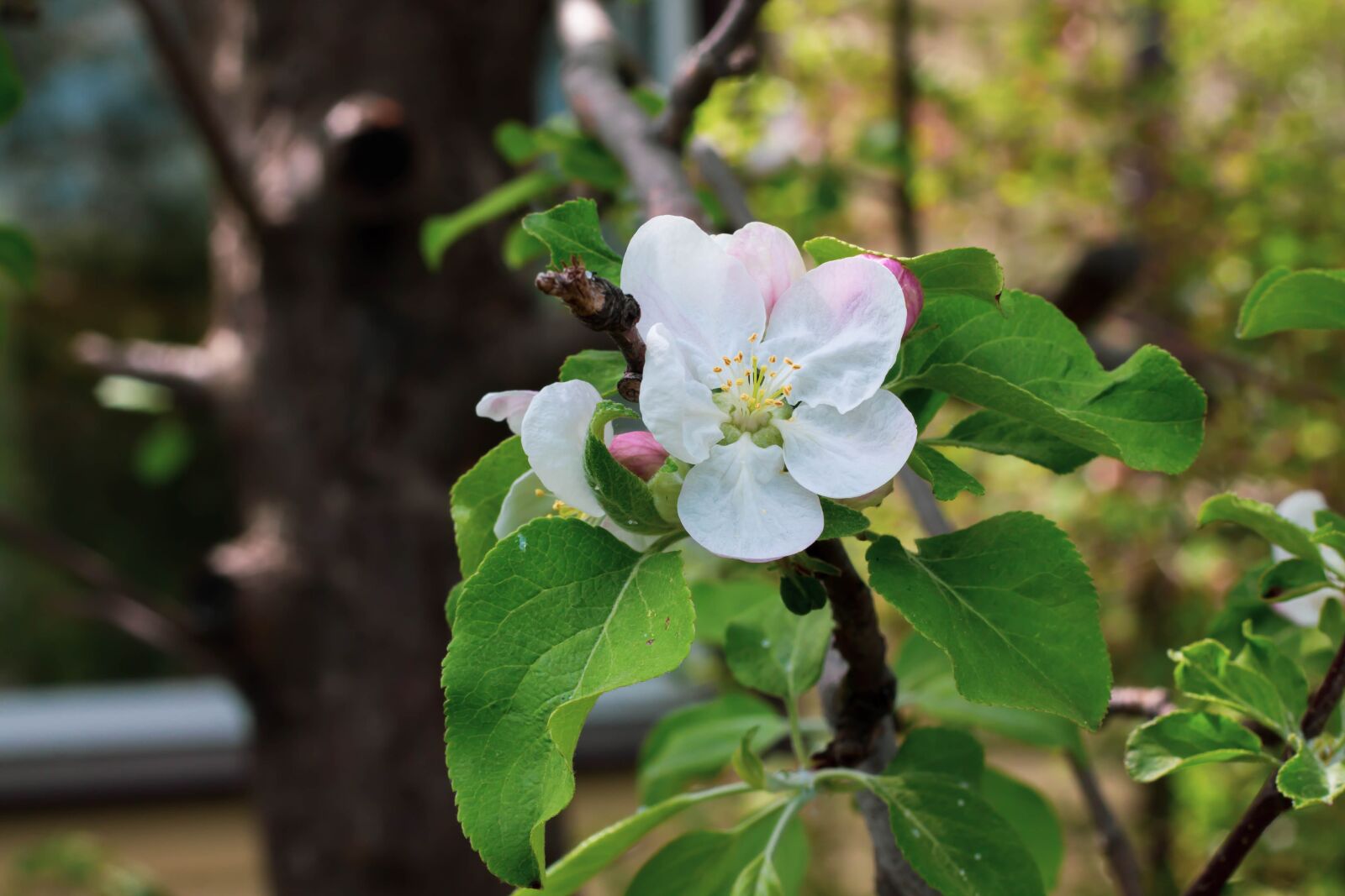 Canon EOS 1100D (EOS Rebel T3 / EOS Kiss X50) + Canon EF 50mm F1.8 II sample photo. Apple-tree, spring, flowers photography