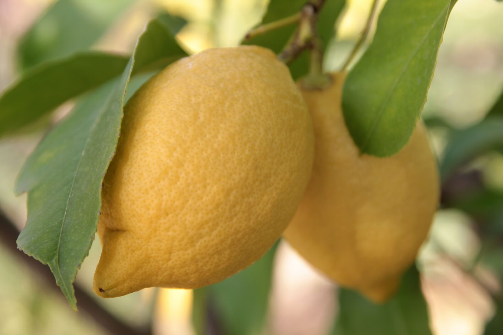 Canon EF 24-70mm F2.8L II USM sample photo. Lemon, citrus, fruit photography