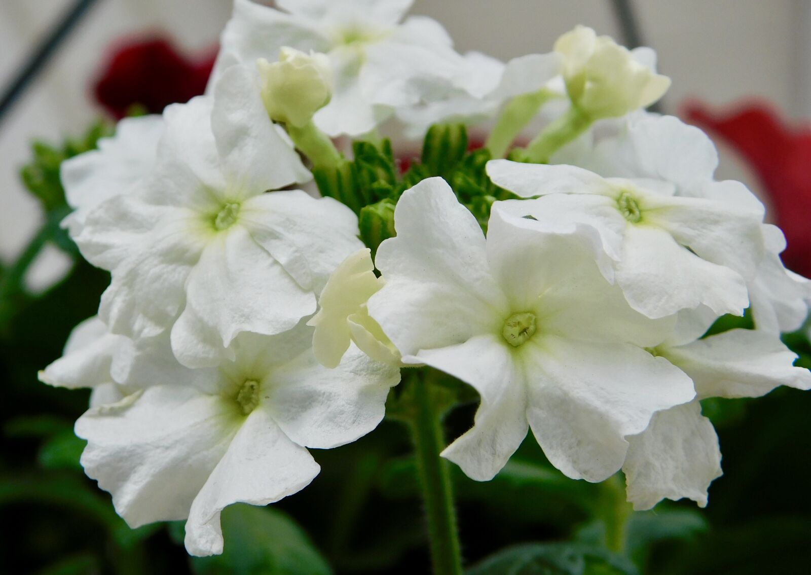 Nikon Coolpix B500 sample photo. White, flowers, bloom photography