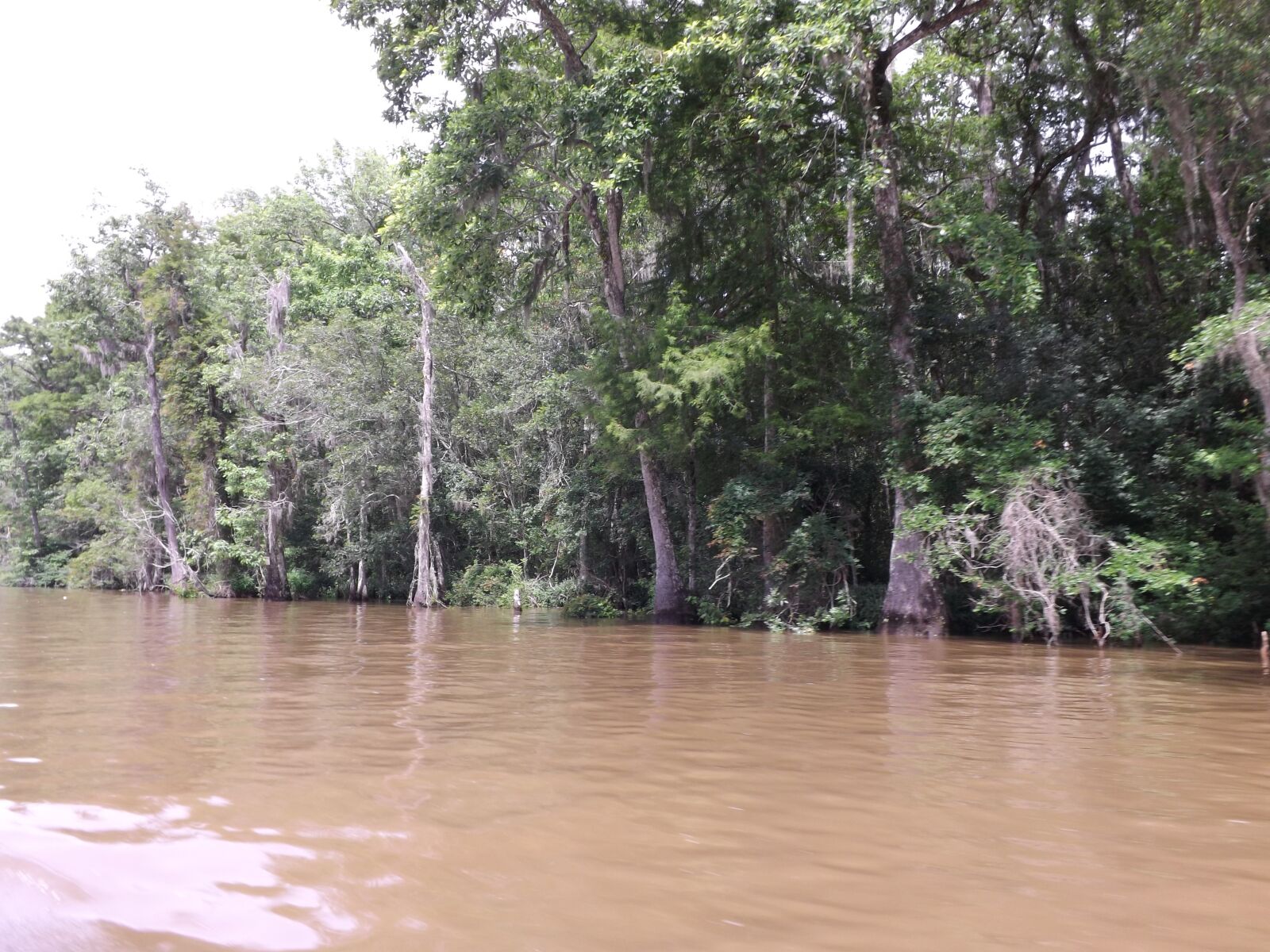 Fujifilm FinePix S4200 sample photo. Louisiana swamps, swamps, bayou photography