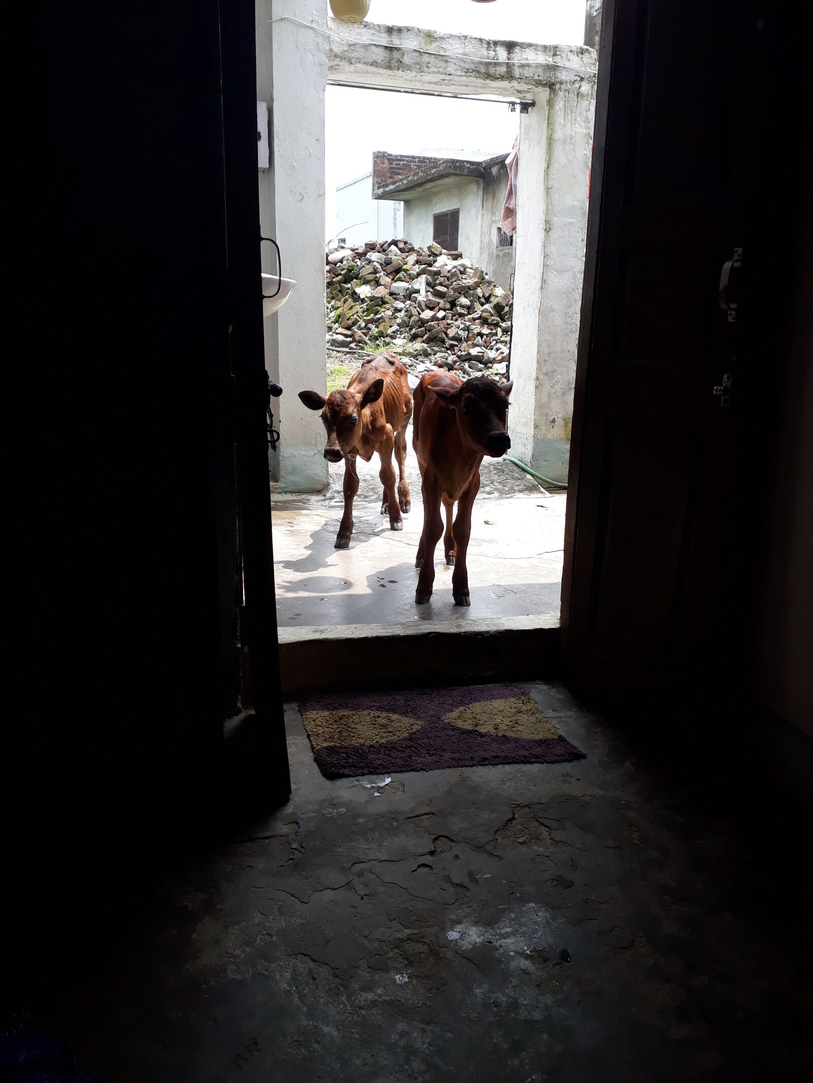 Samsung Galaxy On7 Prime sample photo. Cow, calf, cute animals photography