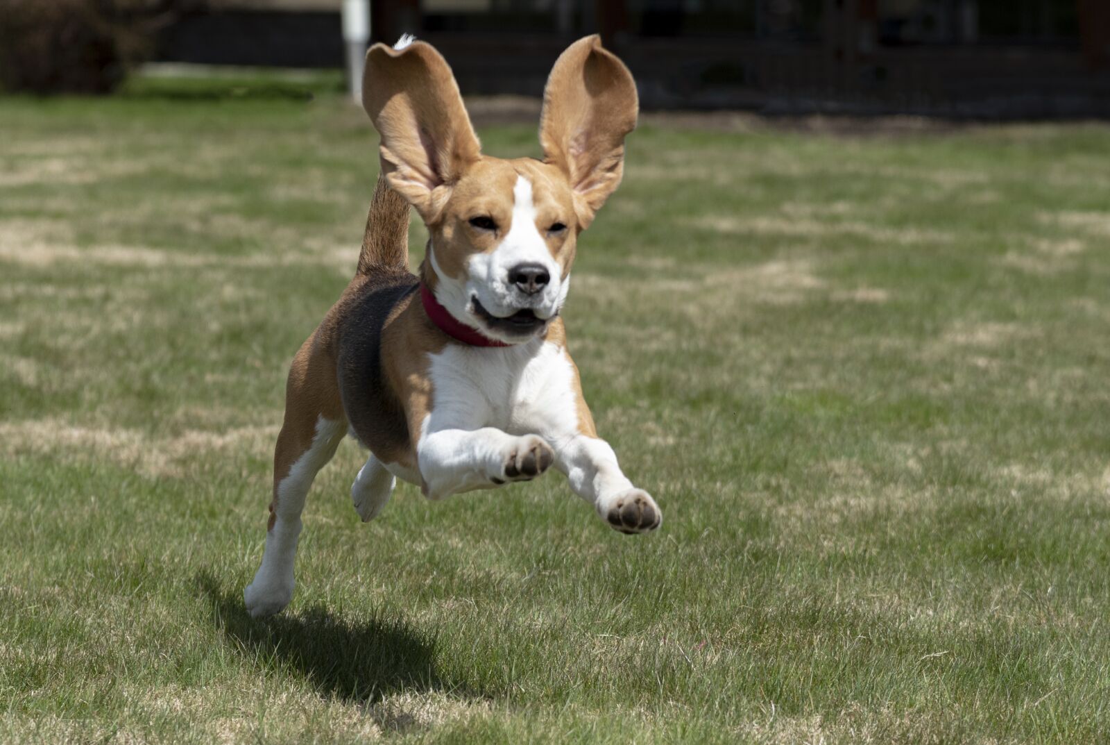Nikon D750 sample photo. Beagle, dog, puppy photography
