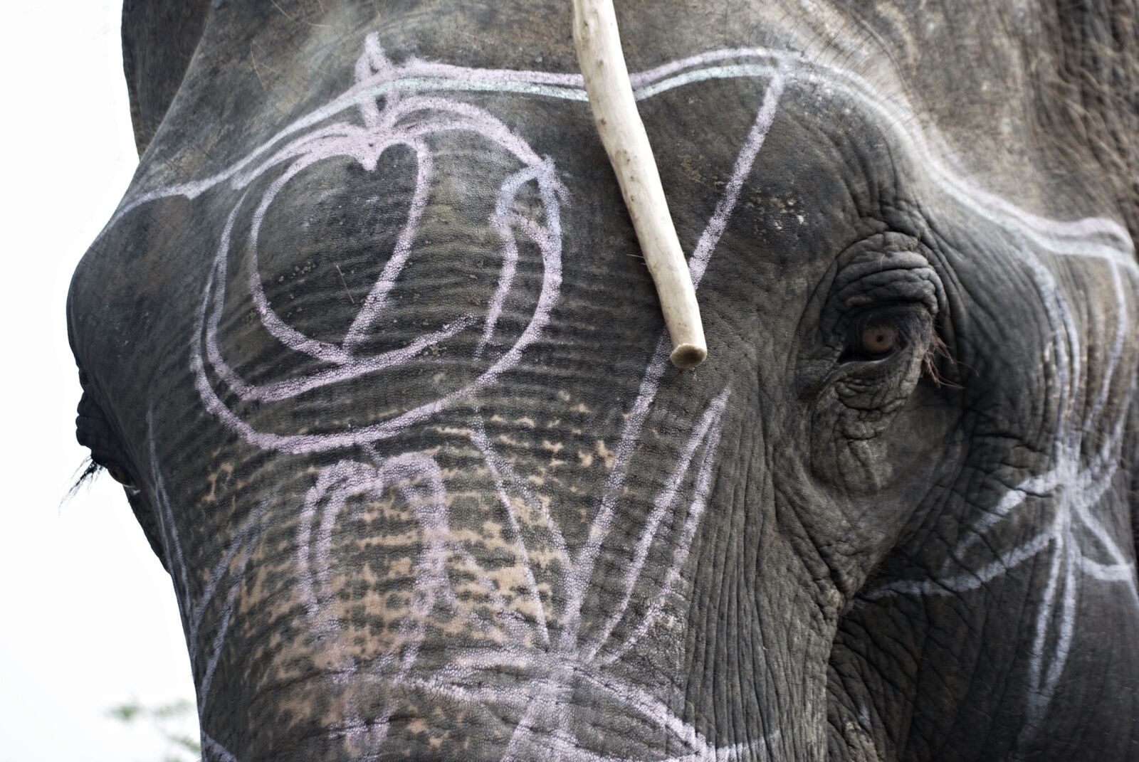 Nikon D60 sample photo. Elephant, eyes, face photography