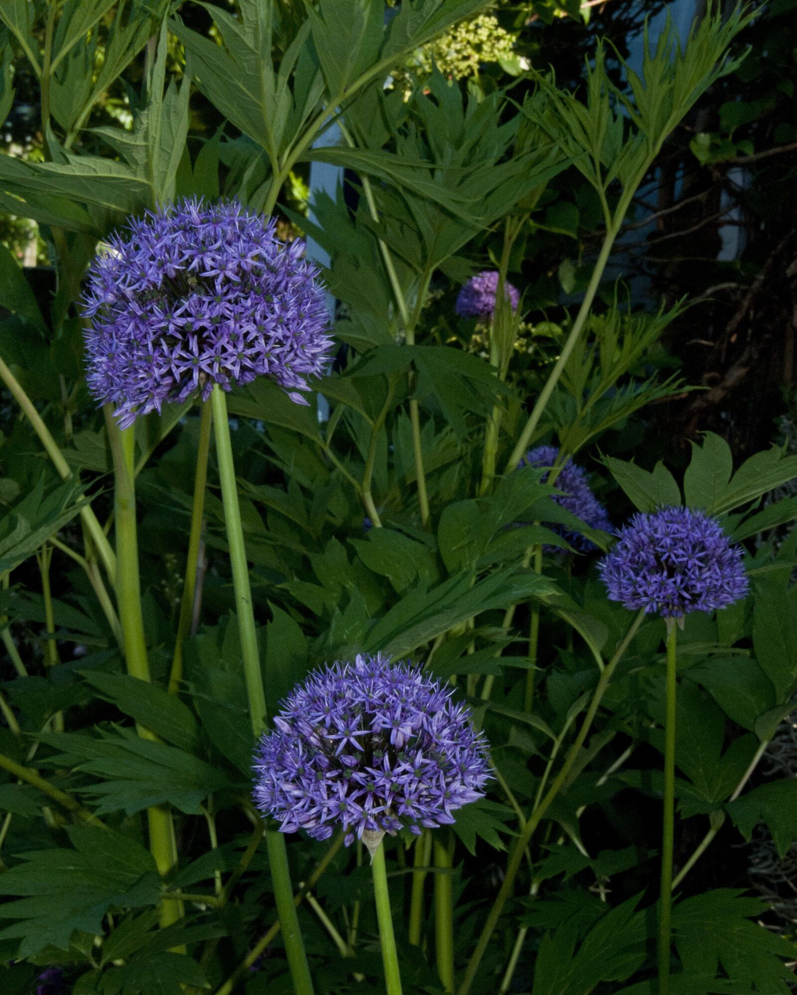 Nikon D80 sample photo. Onions, plants, city garden photography