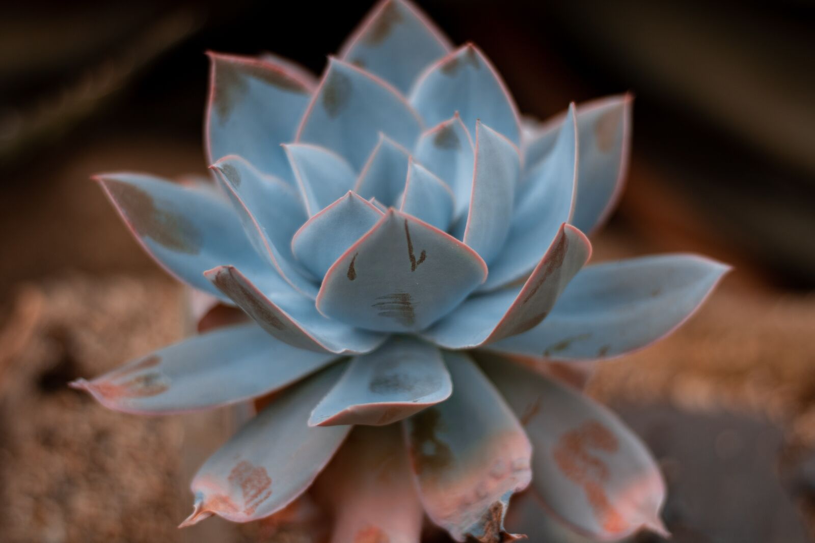 Canon EOS 750D (EOS Rebel T6i / EOS Kiss X8i) sample photo. Nature, plant, petals photography