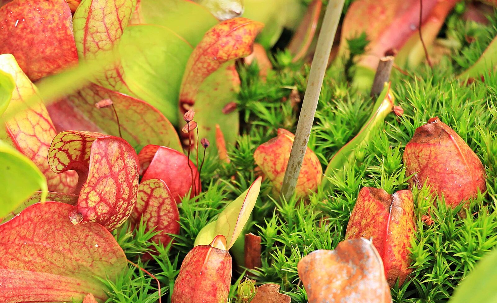 Canon EOS 550D (EOS Rebel T2i / EOS Kiss X4) sample photo. Green grass, autumn, leaf photography