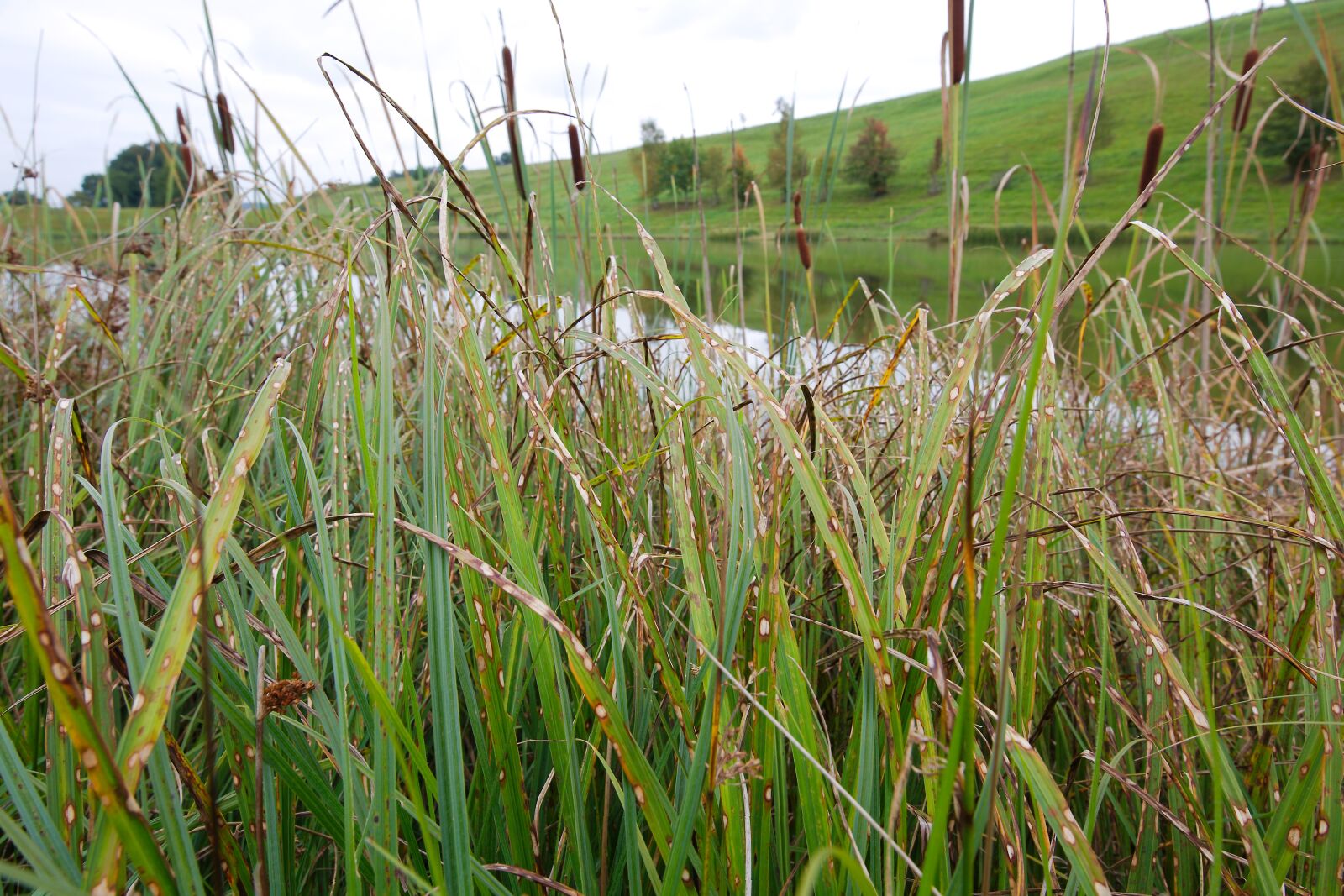 Canon EOS 6D sample photo. Nature, grass, plant photography