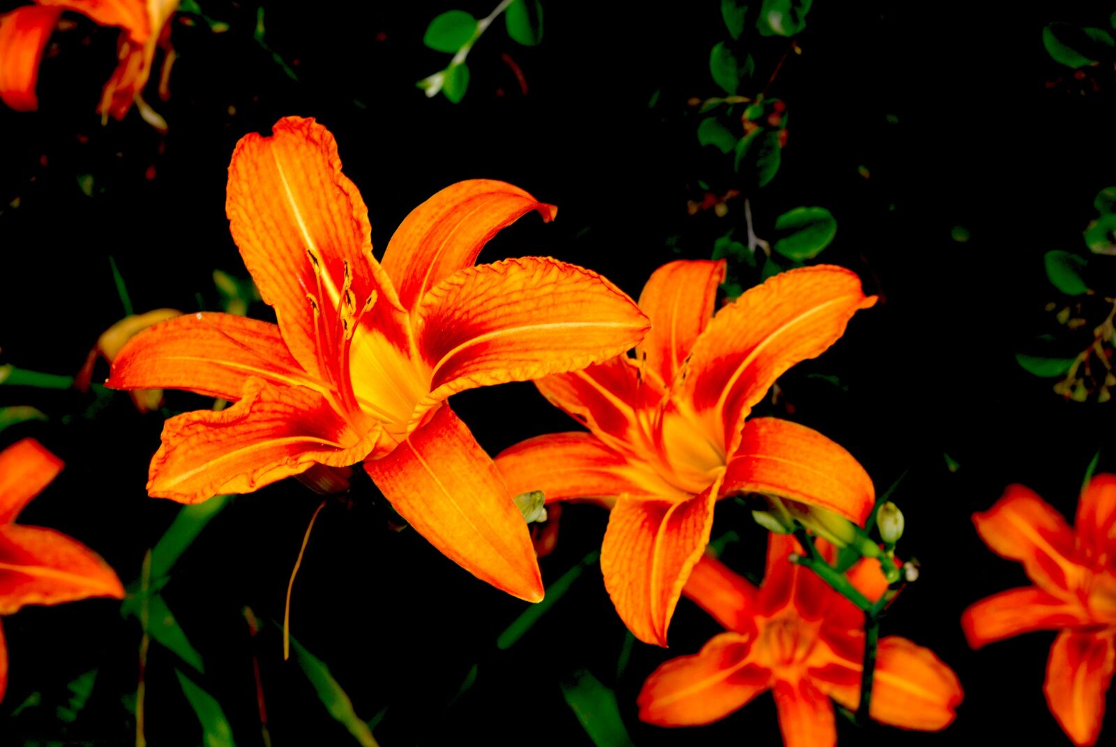 Nikon D200 sample photo. Garden, plant, lily photography