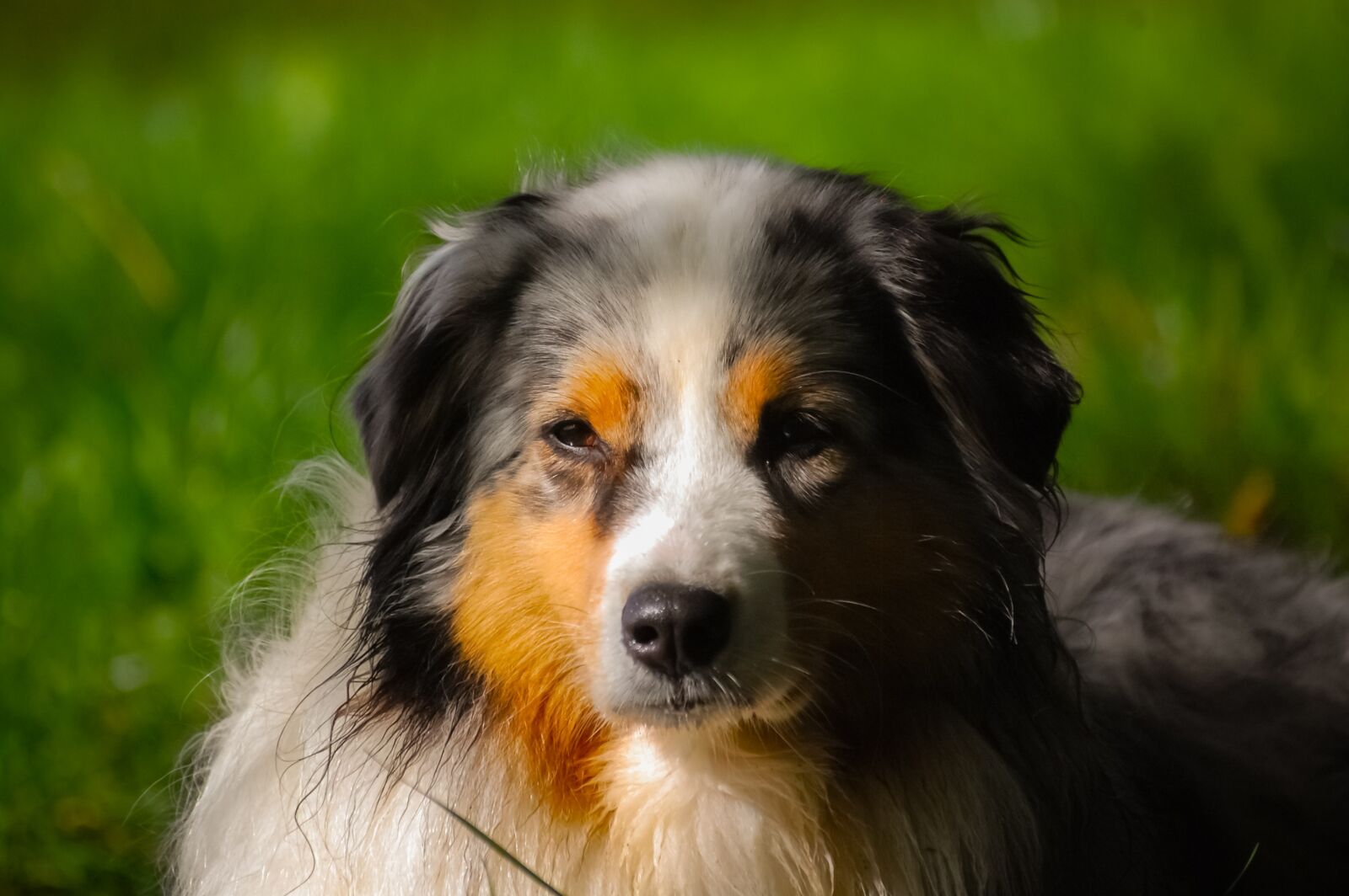 Nikon D40 sample photo. Dog, berger, australian photography