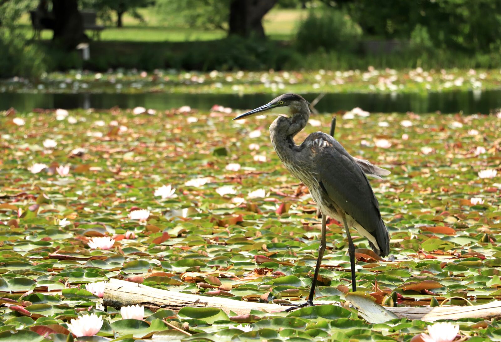 Canon EOS 800D (EOS Rebel T7i / EOS Kiss X9i) + Canon EF-S 18-135mm F3.5-5.6 IS STM sample photo. Bird, great blue heron photography