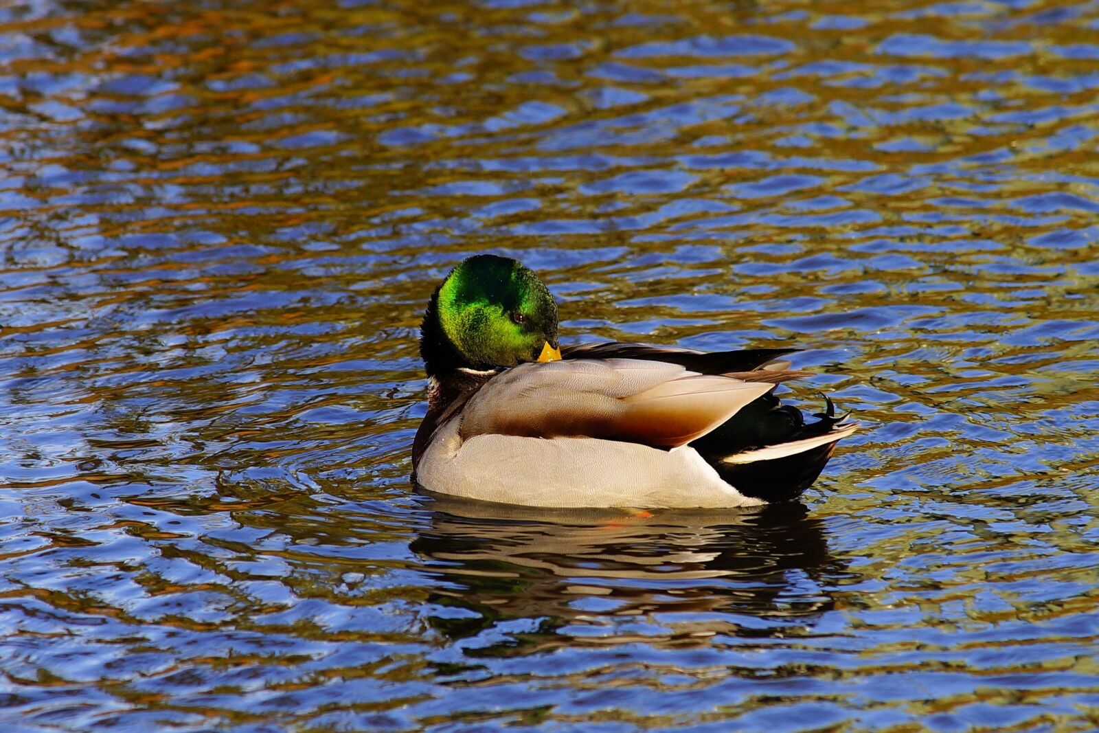 Sony a99 II sample photo. Duck, drake, water bird photography